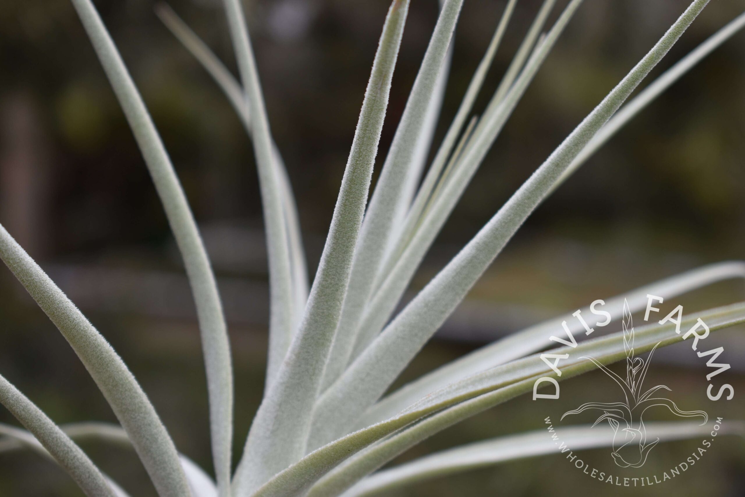 Tillandsia purpurea #11