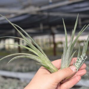 Tillandsia ionantha x caput medusae
