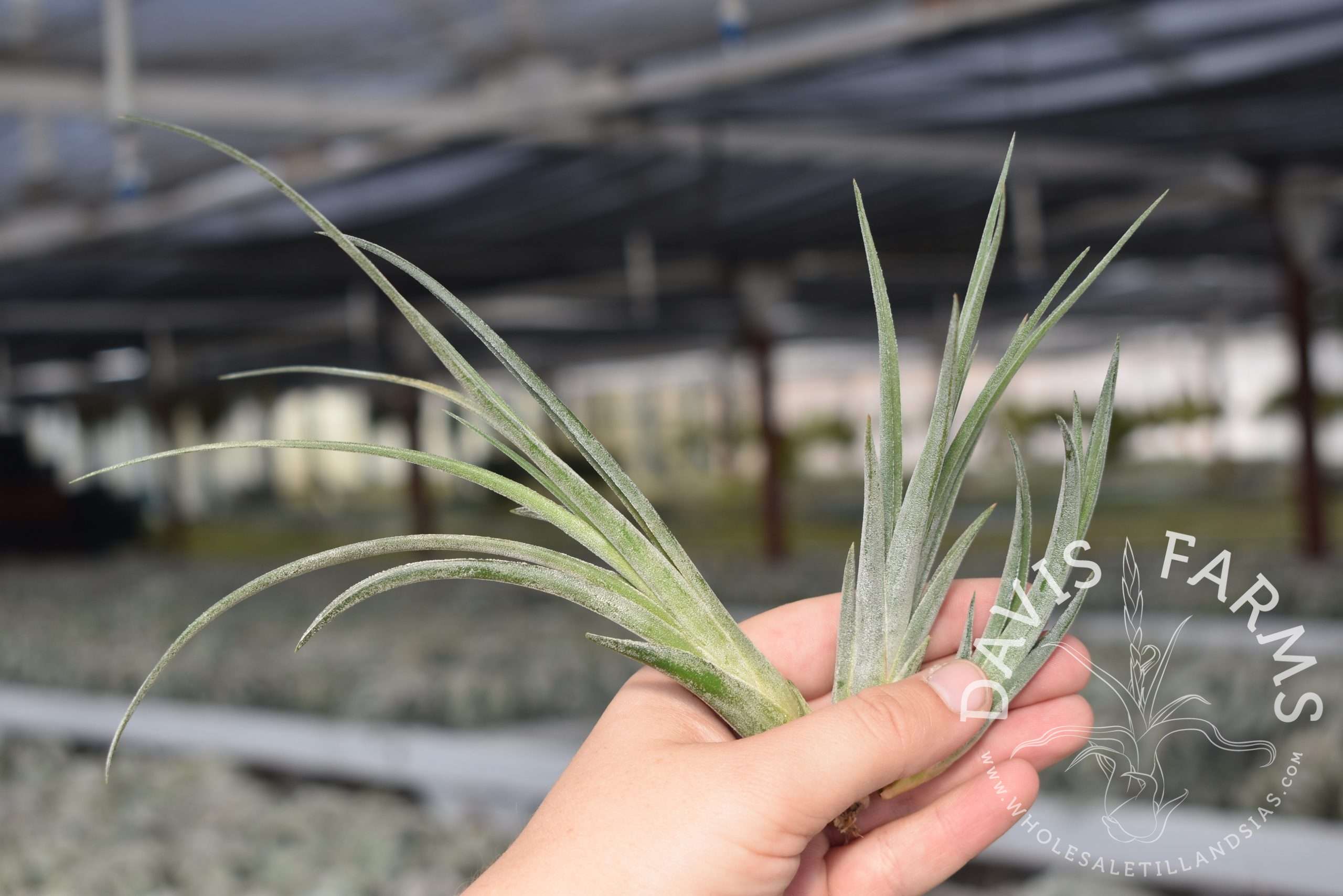 Tillandsia ionantha x caput medusae