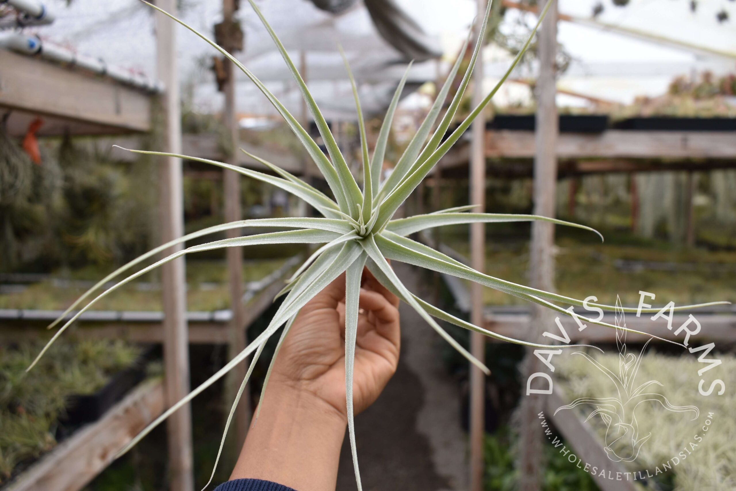 Tillandsia purpurea #11