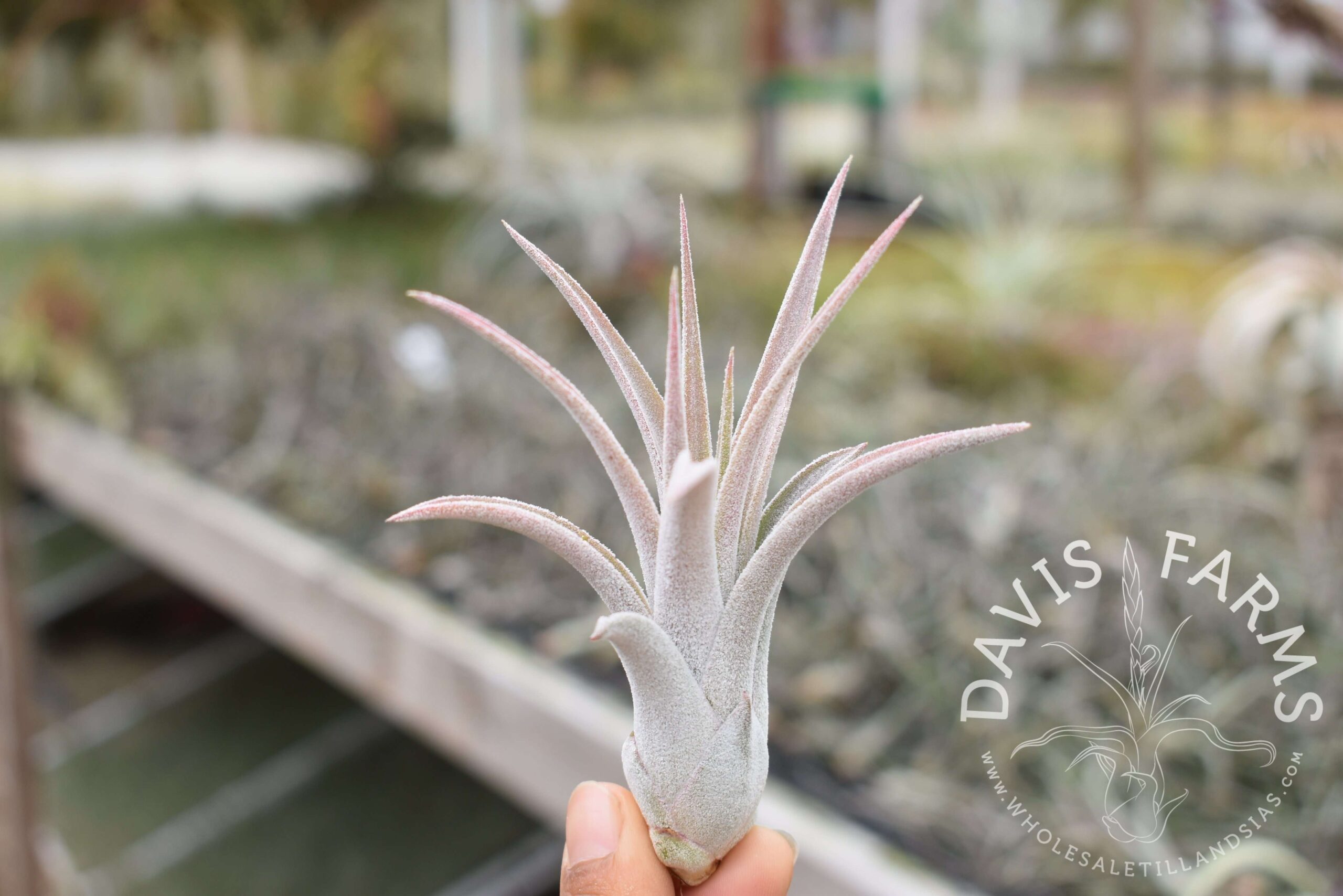 Tillandsia chiapensis x velutina