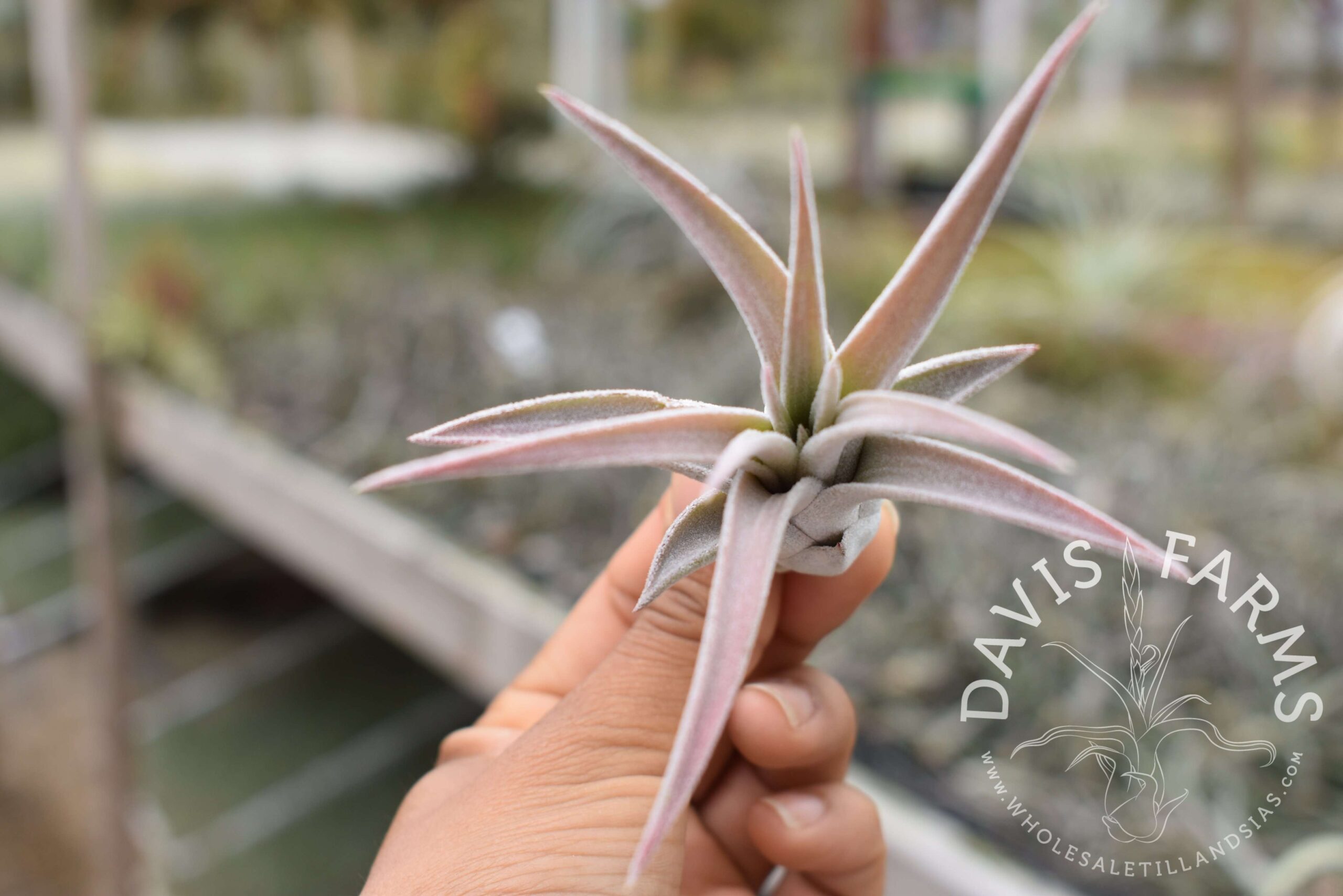 Tillandsia chiapensis x velutina