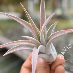 Tillandsia chiapensis x velutina