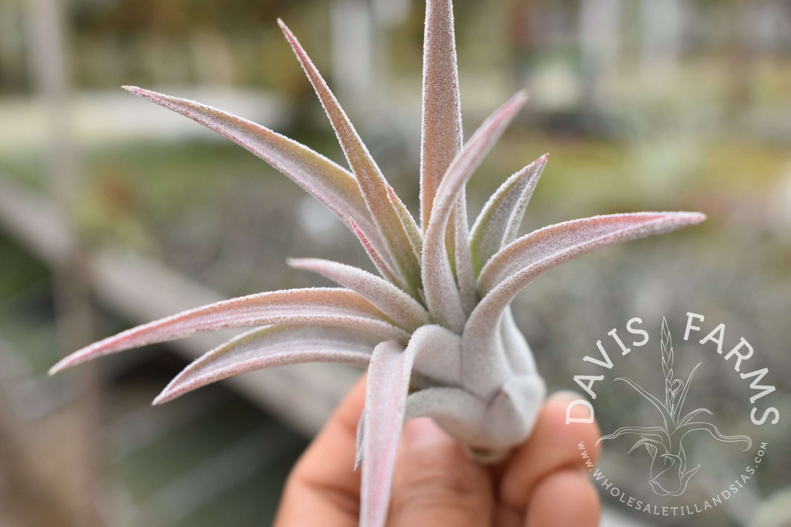 Tillandsia chiapensis x velutina