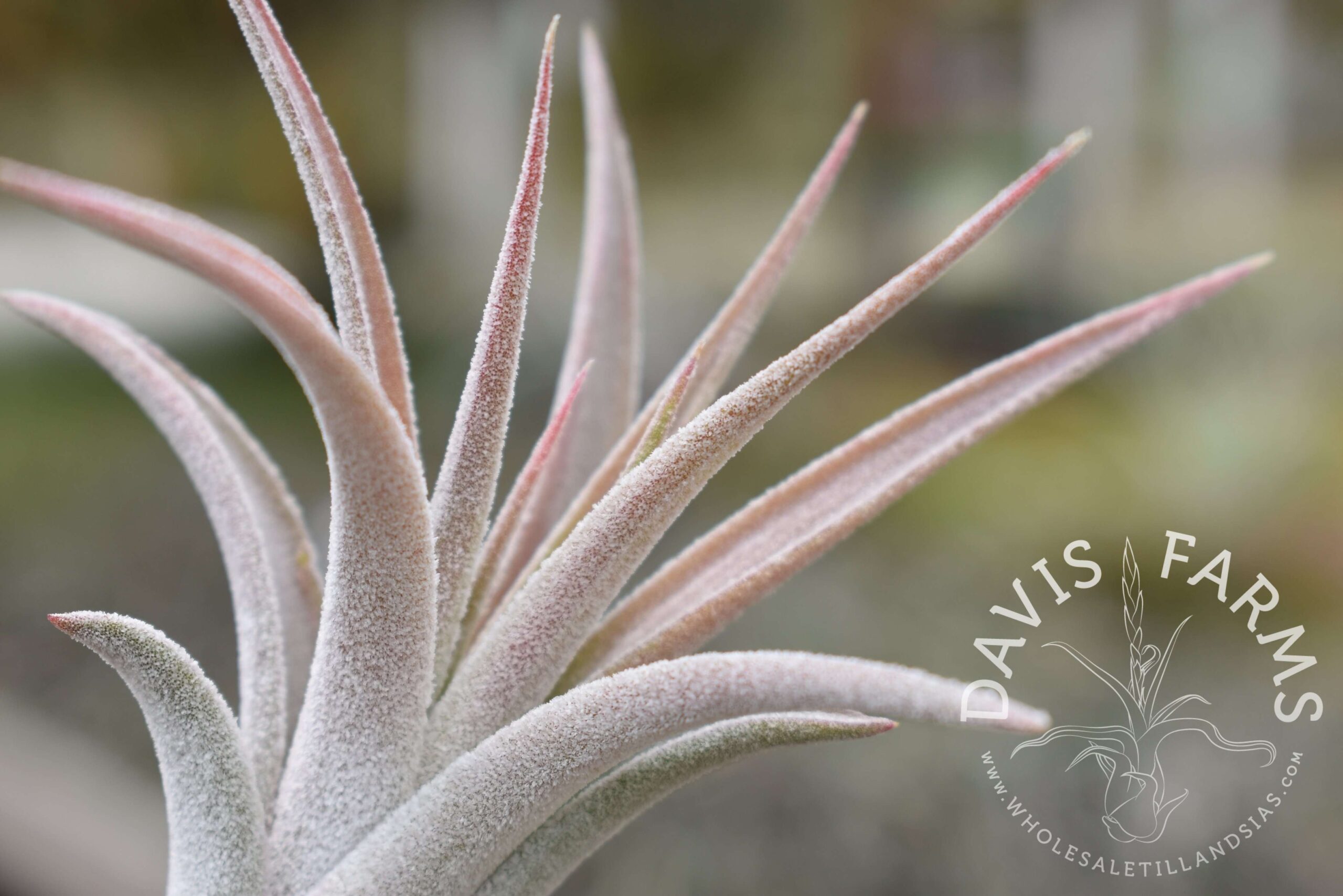 Tillandsia chiapensis x velutina