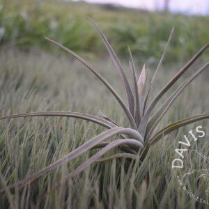 Tillandsia ixioides