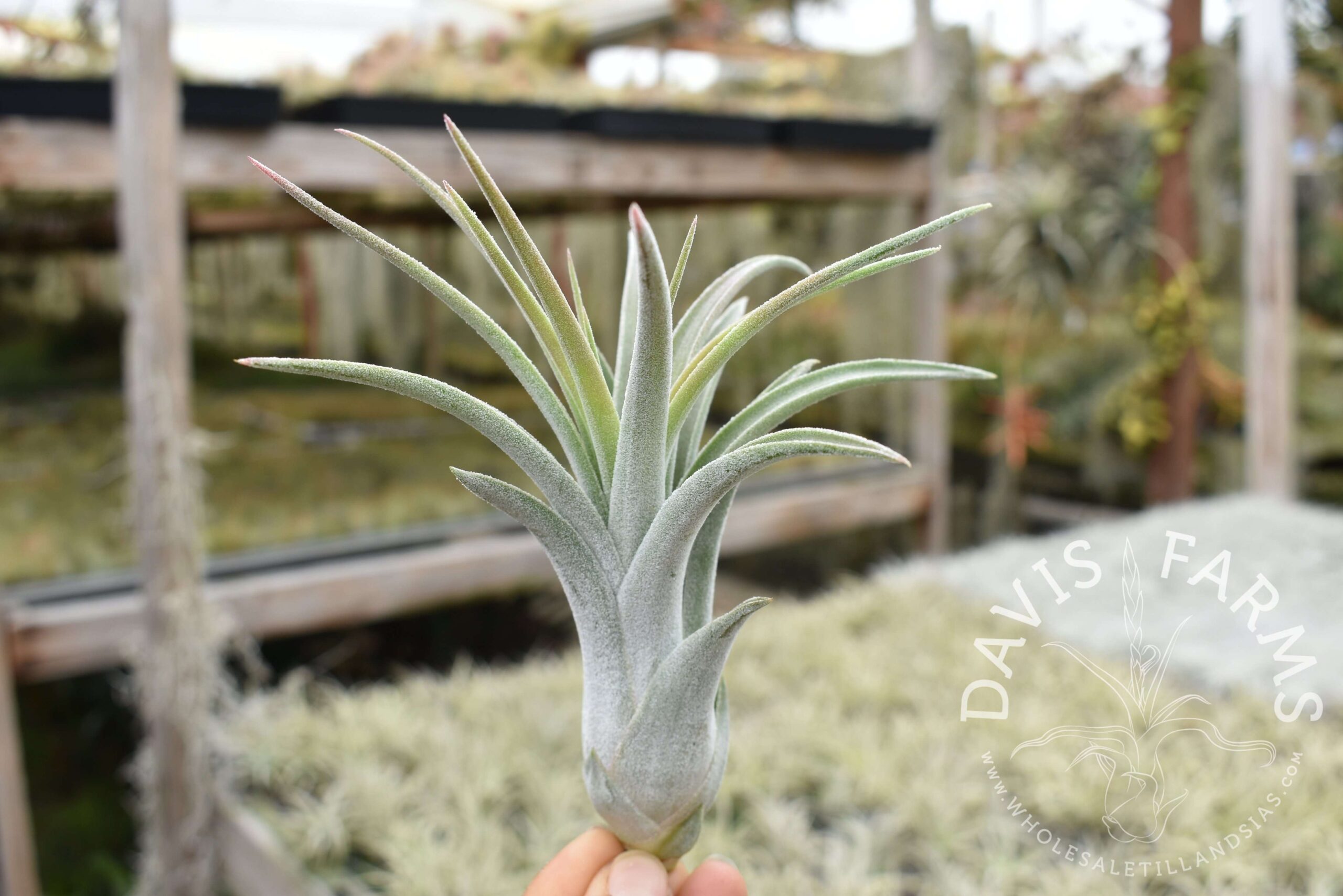Tillandsia chiapensis x velutina