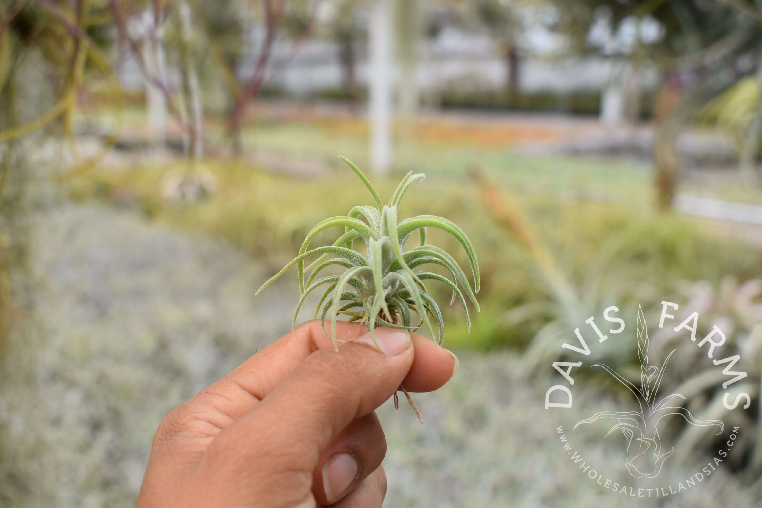 Tillandsia caput-medusae
