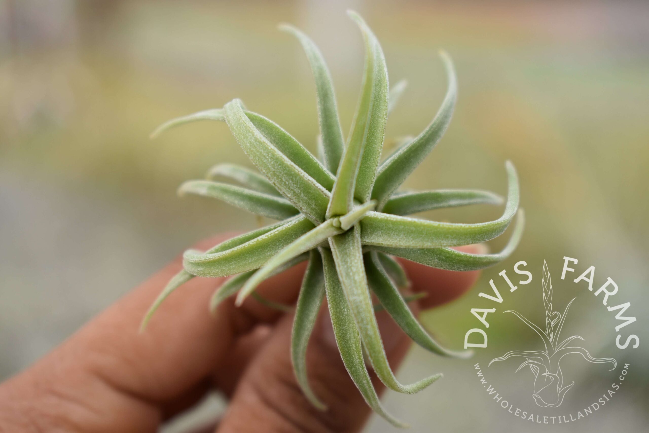 Tillandsia caput-medusae