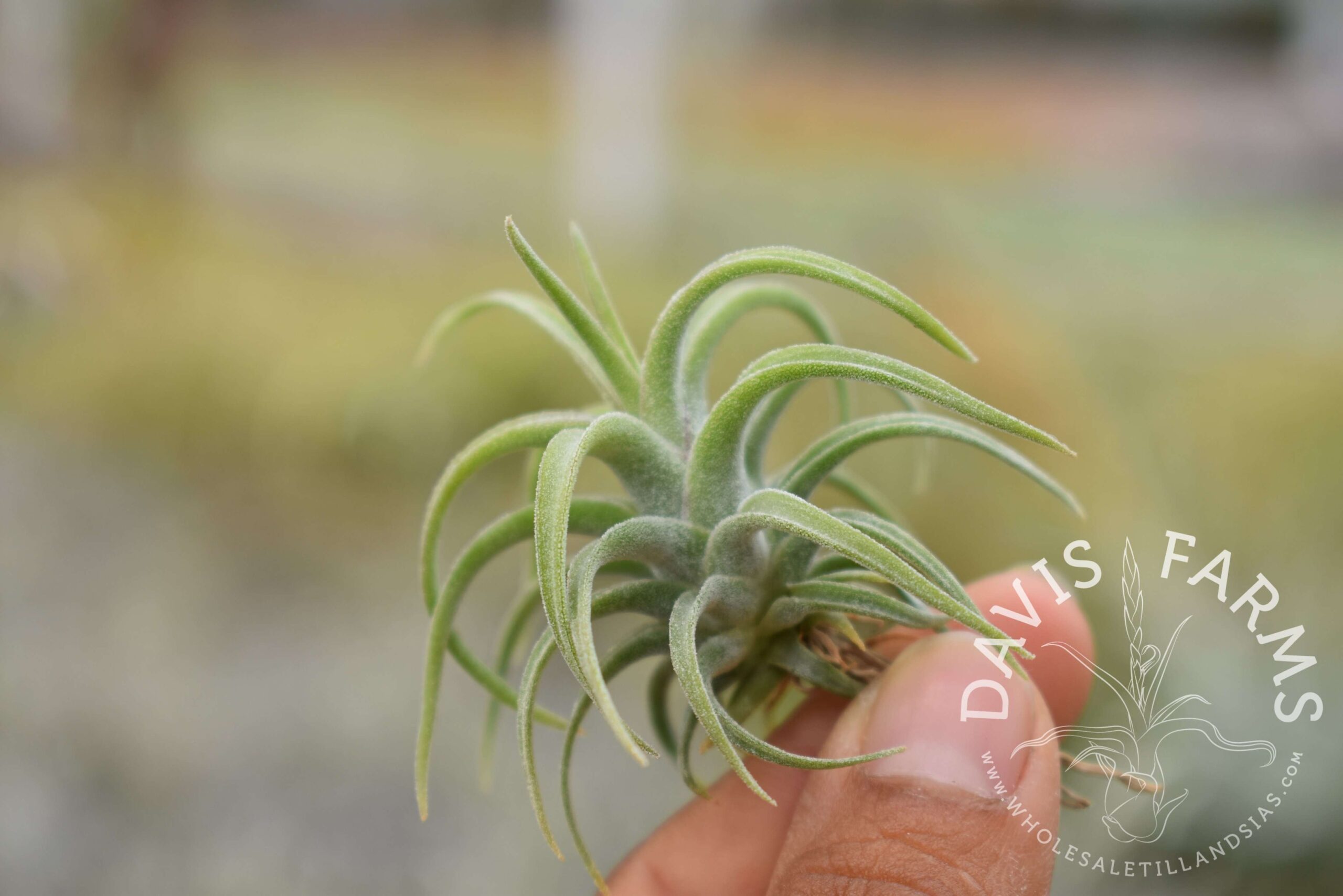Tillandsia caput-medusae