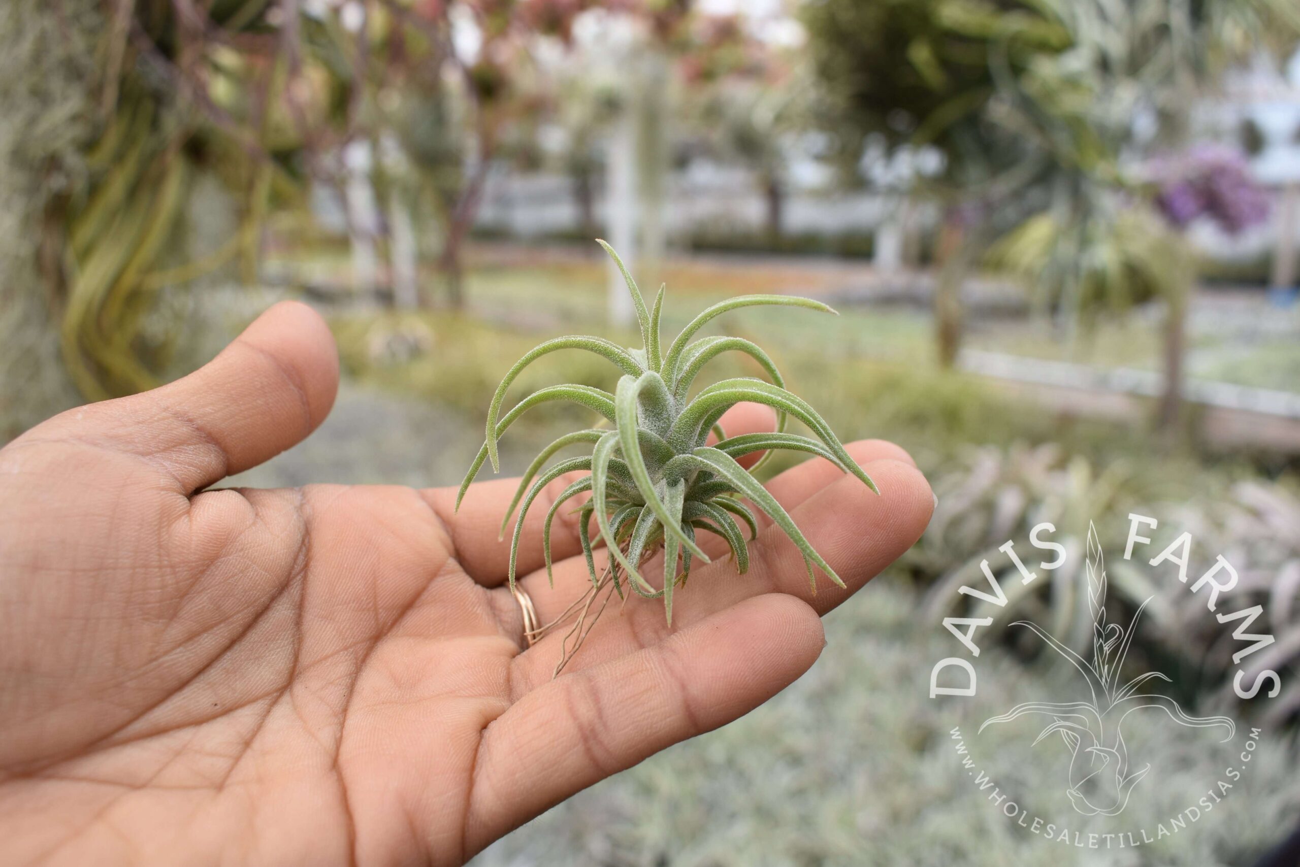 Tillandsia caput-medusae
