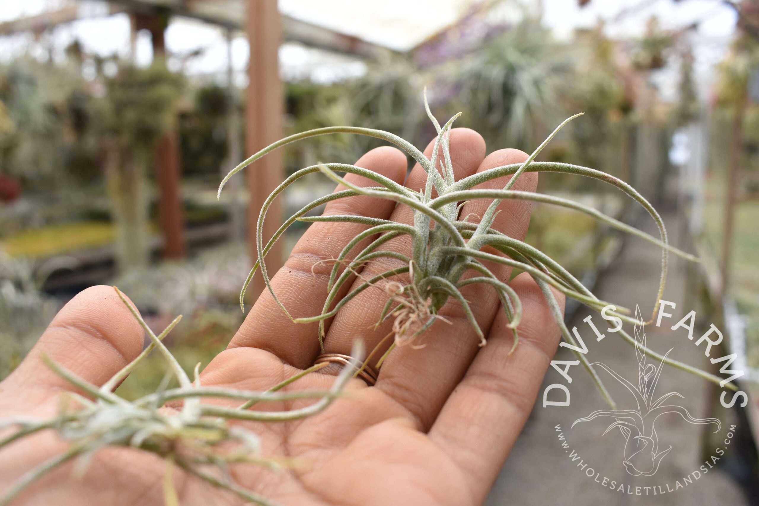 Tillandsia recurvata clump