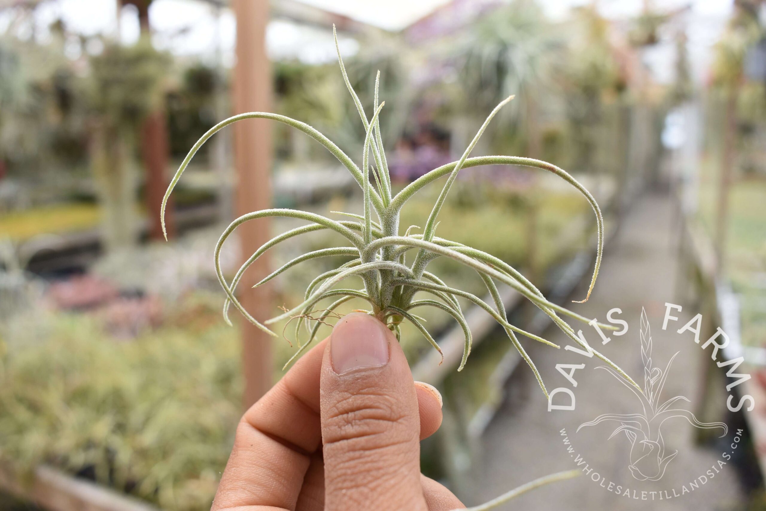 Tillandsia recurvata clump