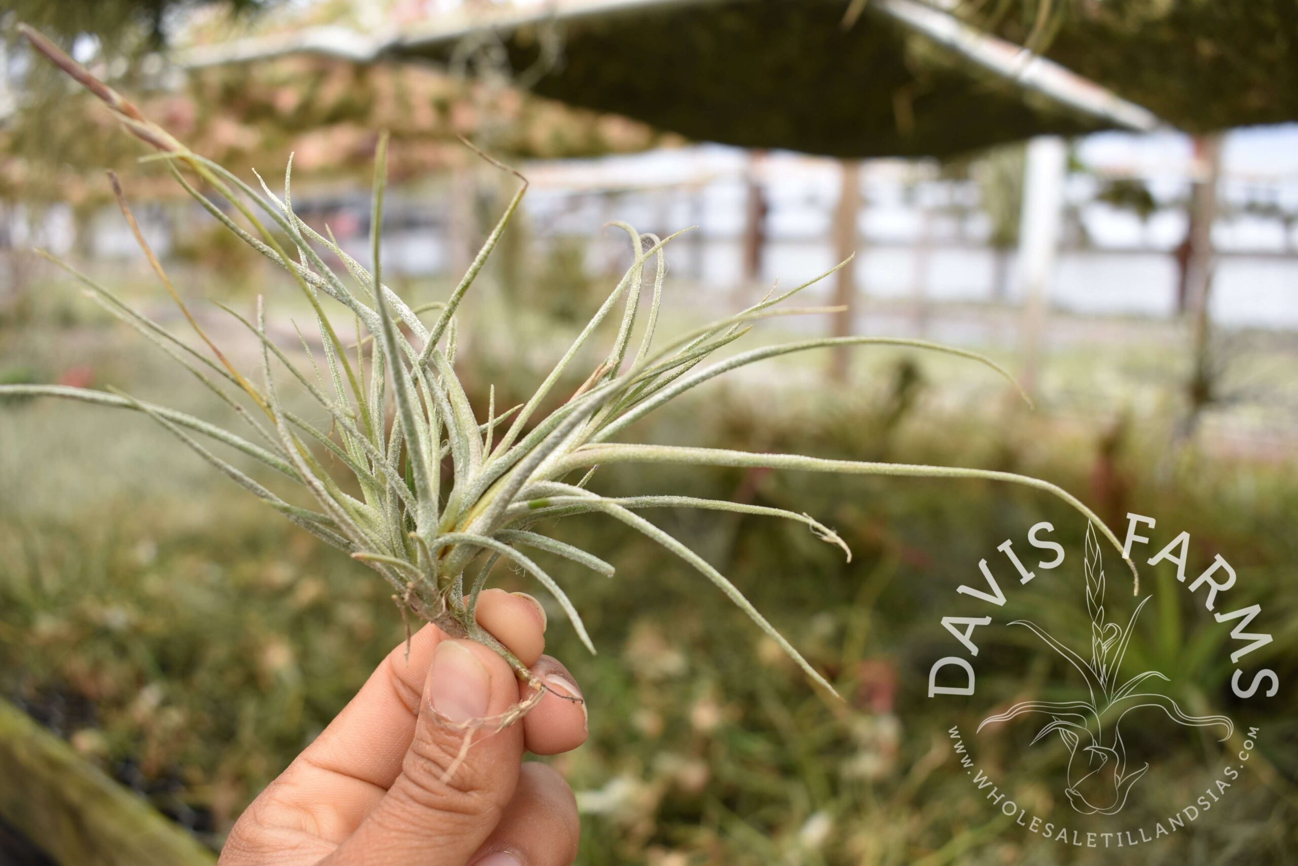Tillandsia recurvata clump