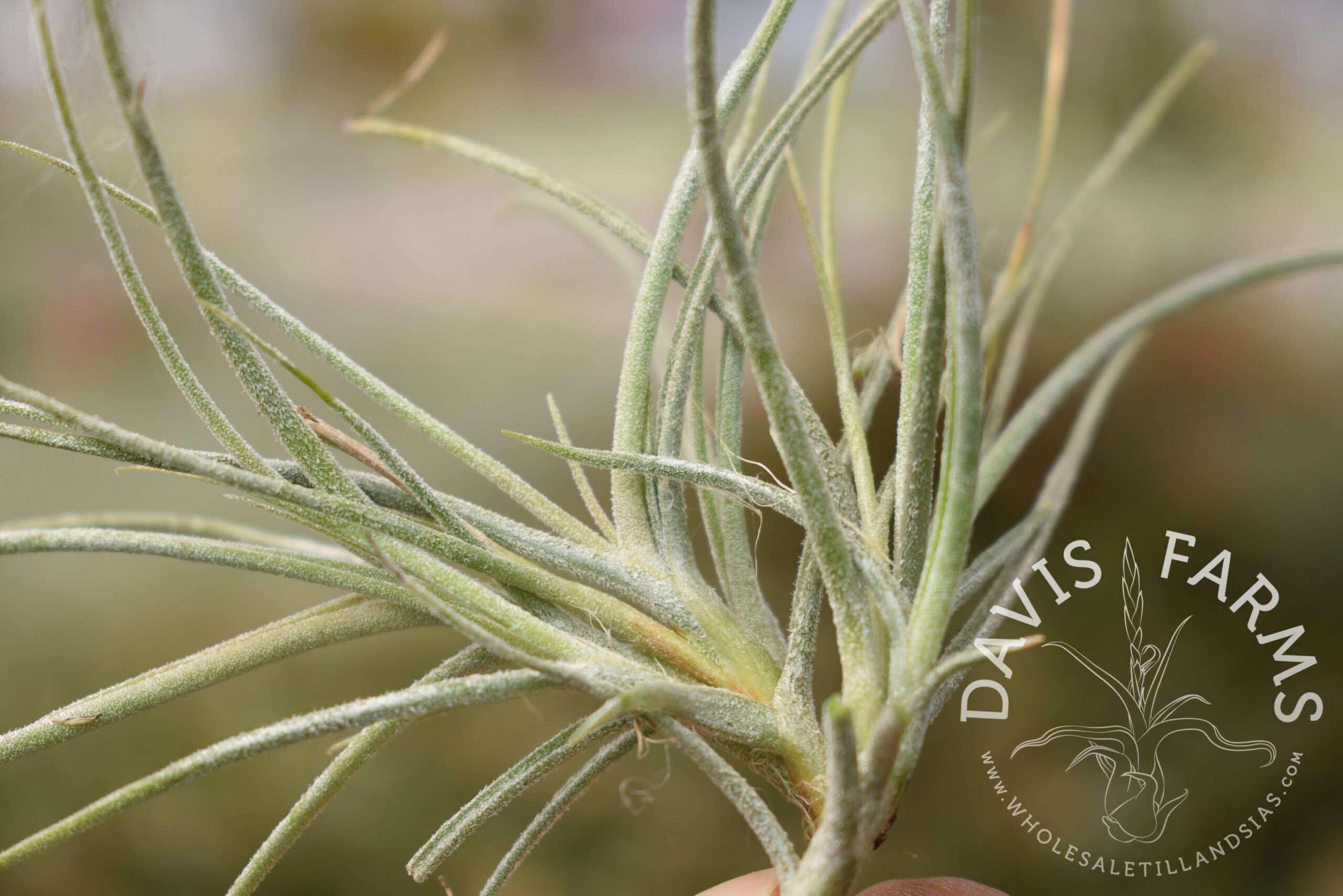 Tillandsia recurvata clump