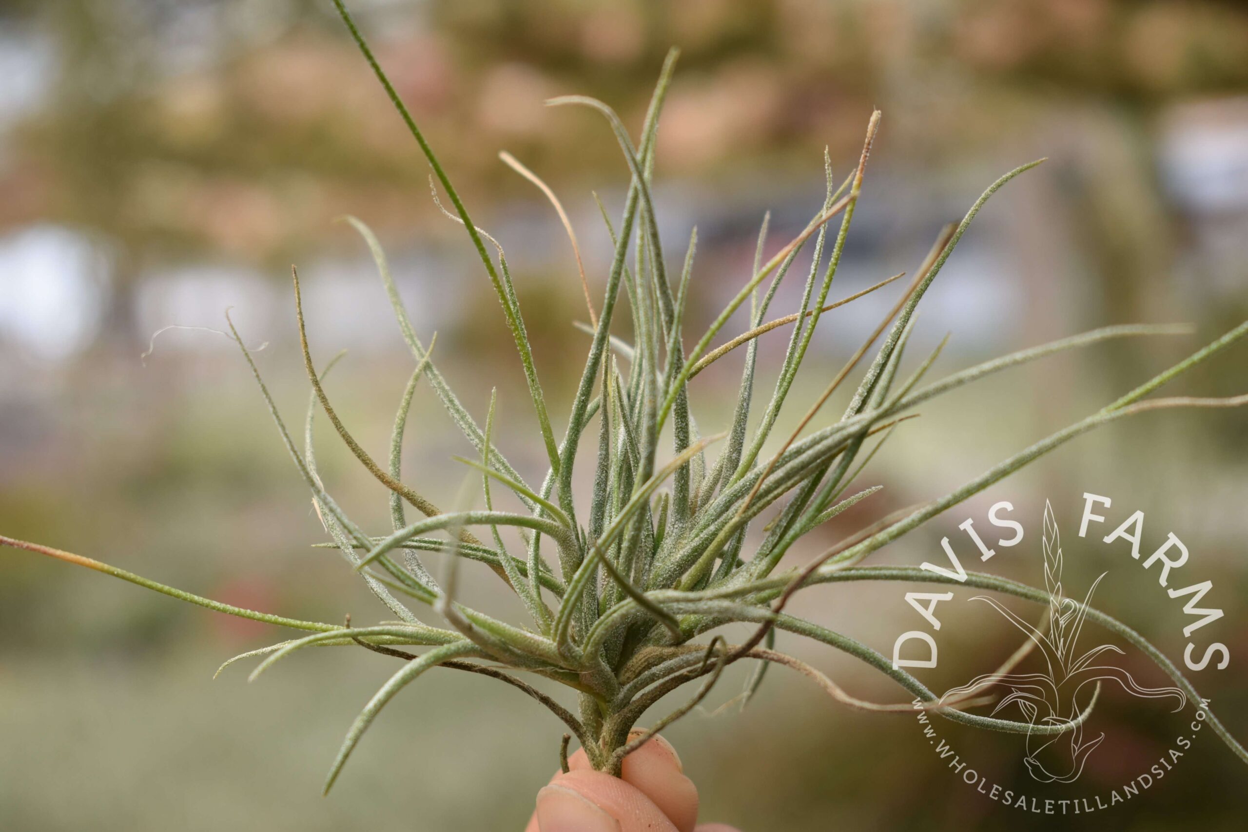 Tillandsia recurvata clump