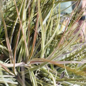 Tillandsia schiedeana