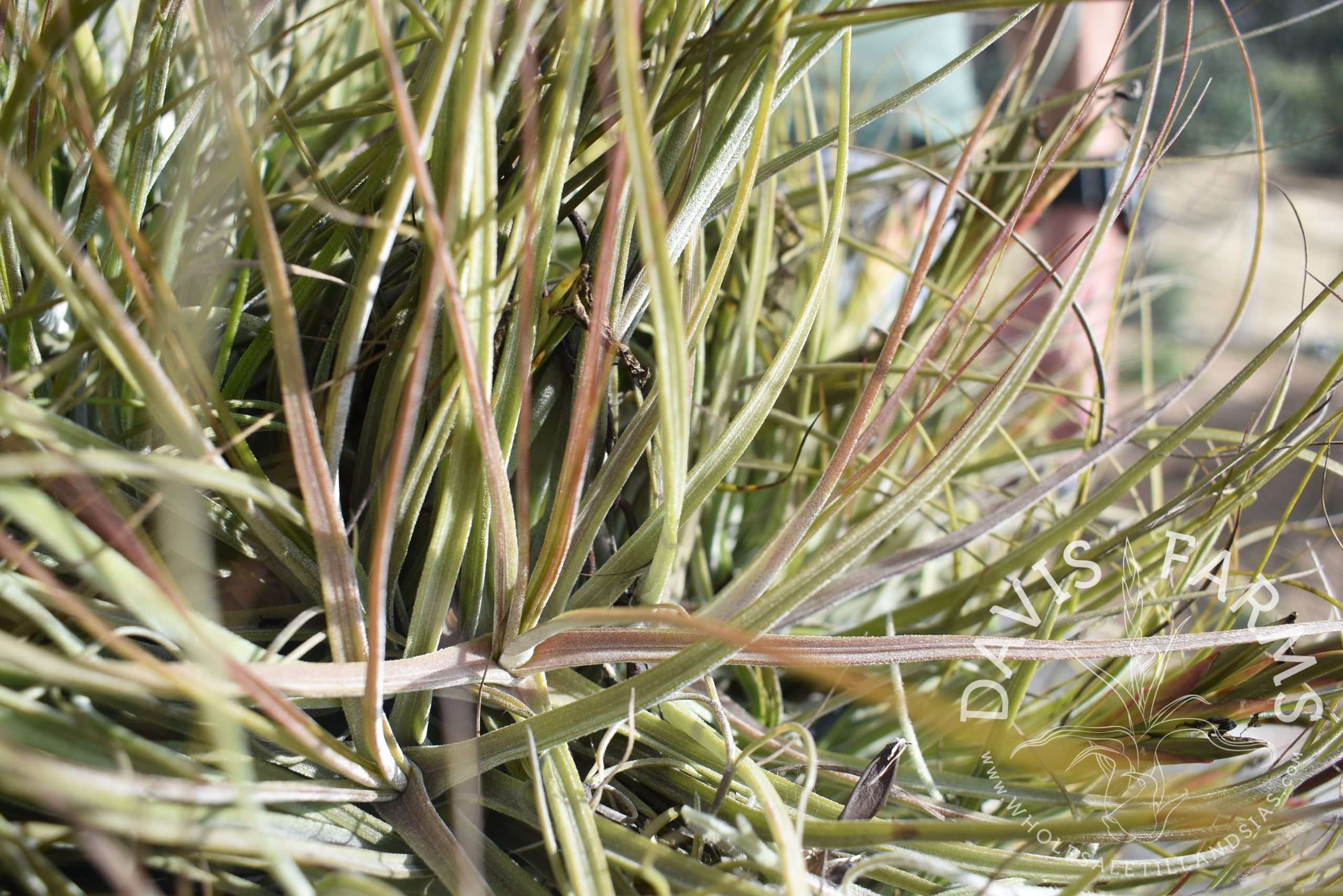 Tillandsia schiedeana