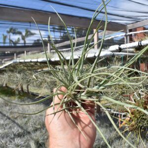 Tillandsia baileyi