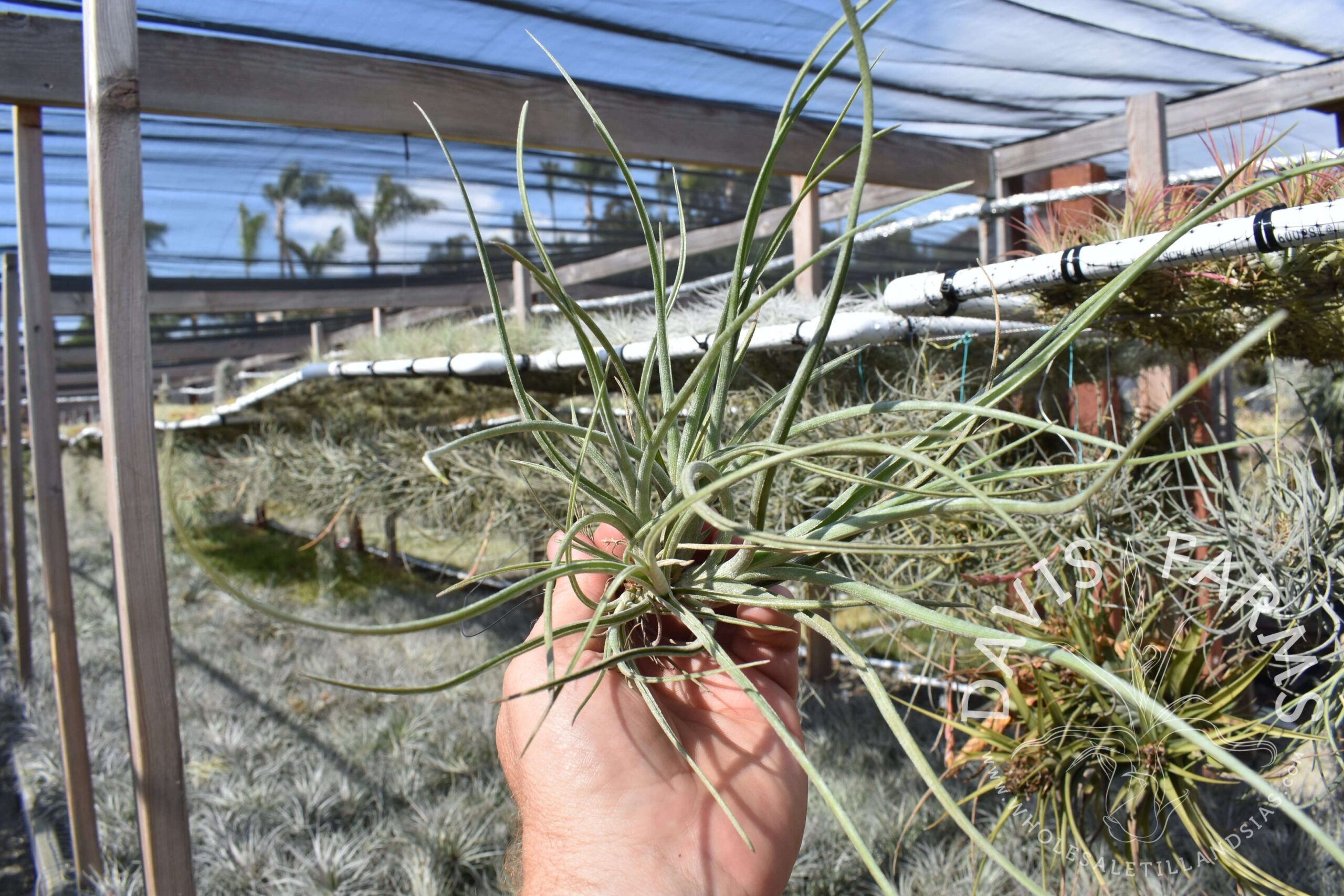 Tillandsia baileyi