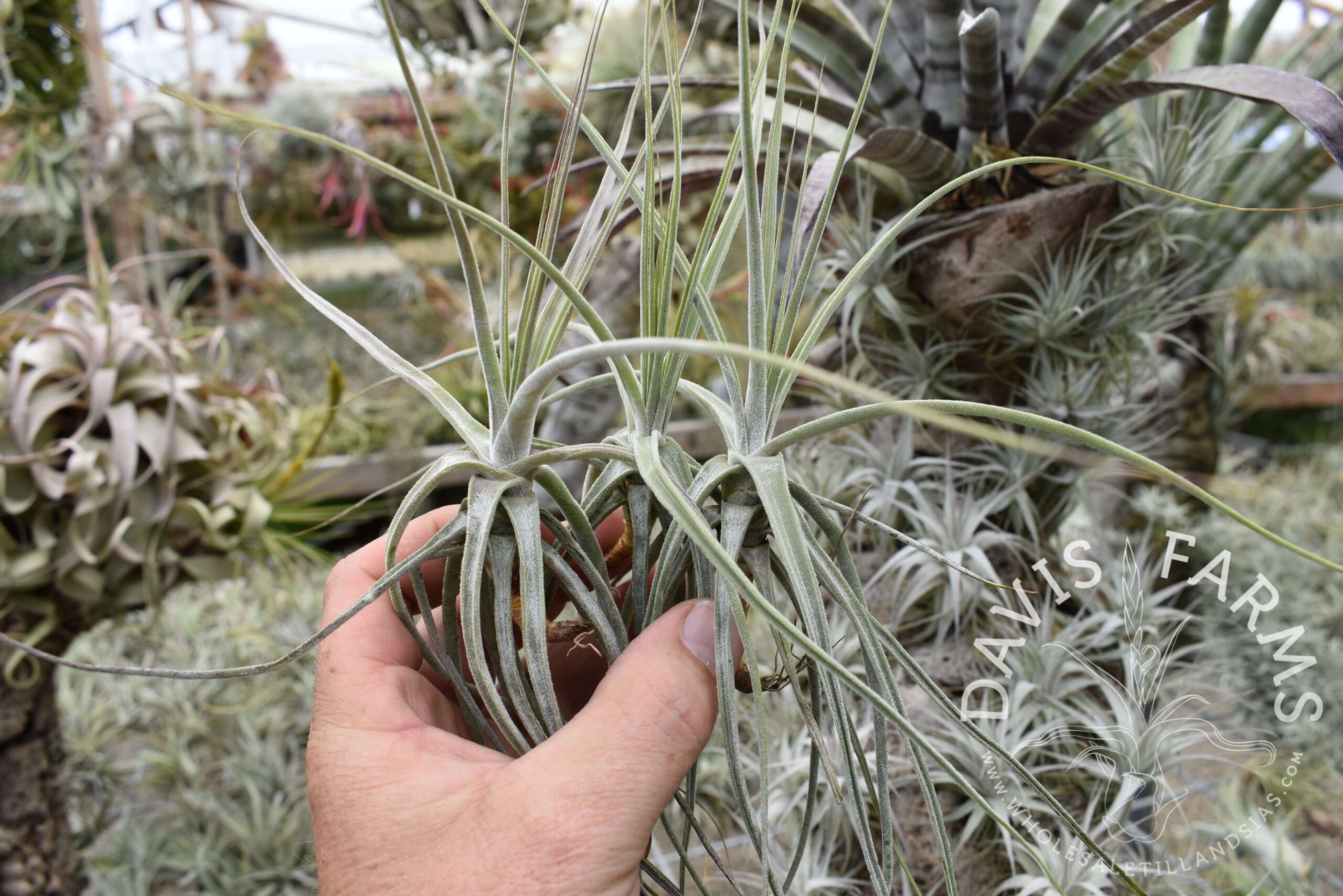 Tillandsia schiedeana major