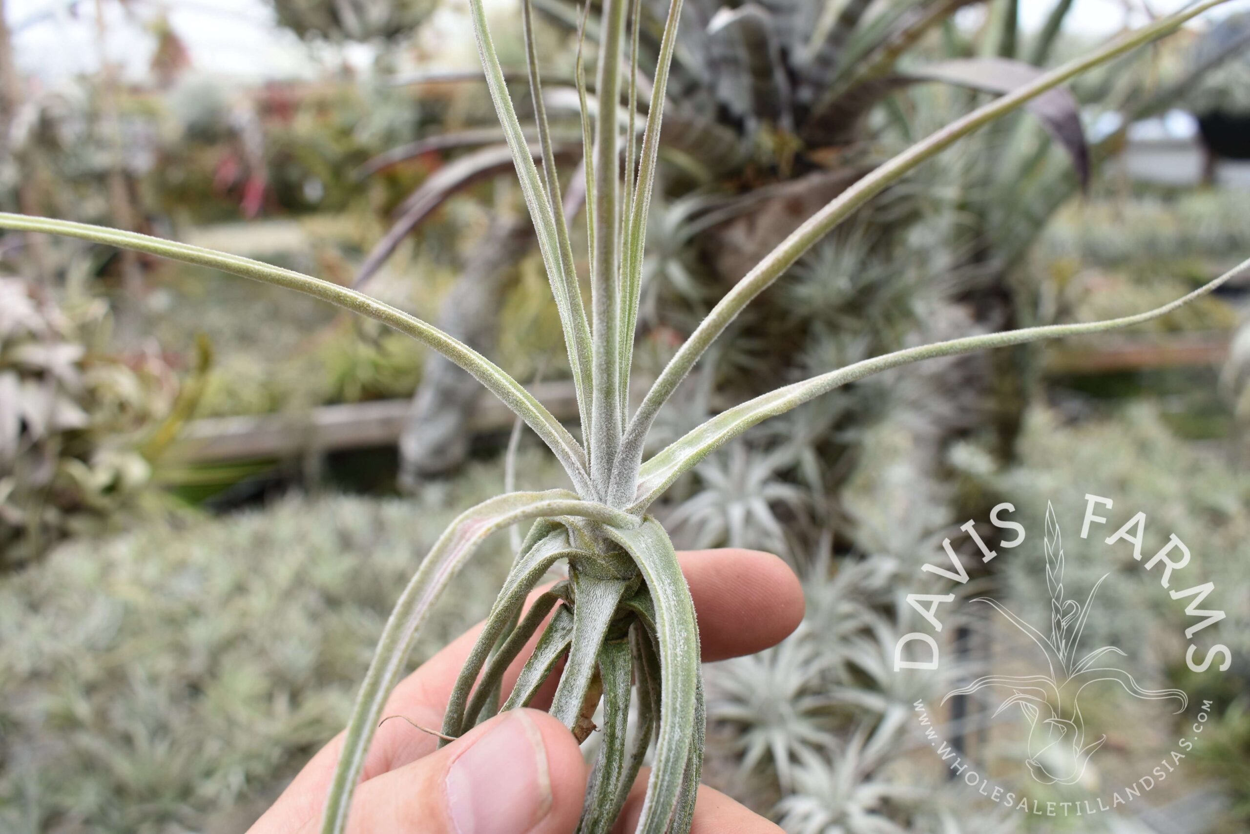 Tillandsia schiedeana major