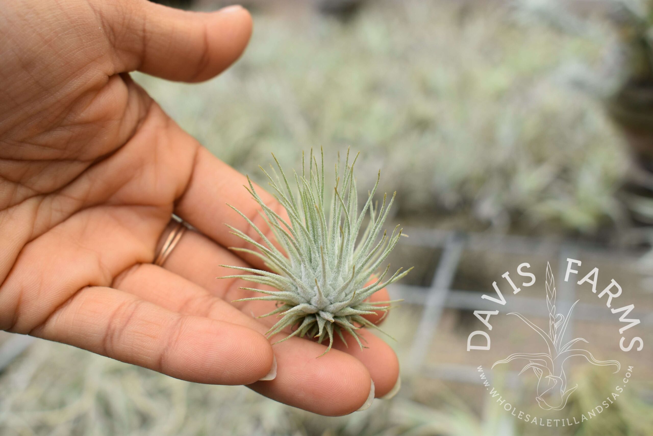 Tillandsia fuchsii var. fuchsii (Mexico)