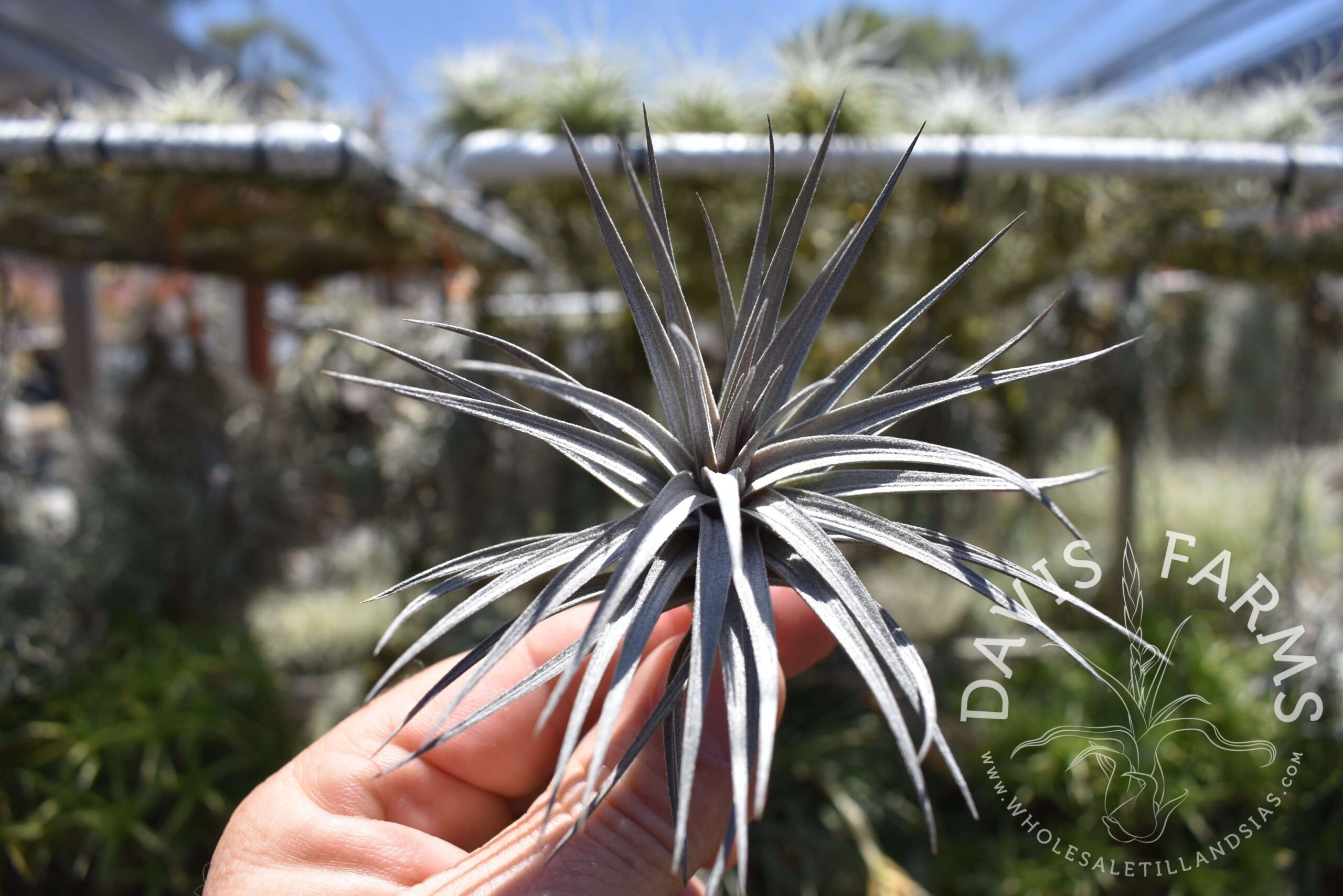 Tillandsia aeranthos nigra