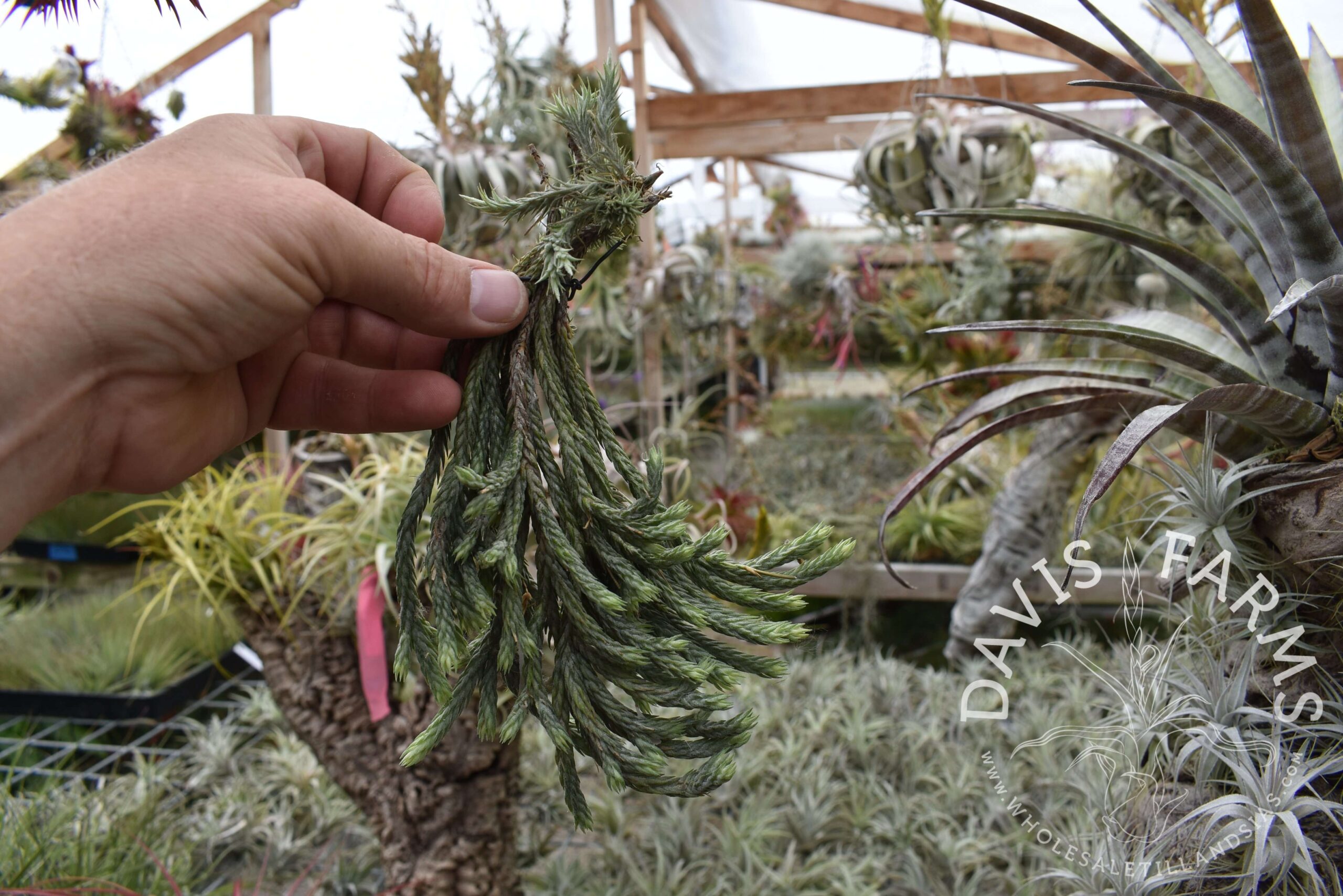 Tillandsia tricholepis closed form