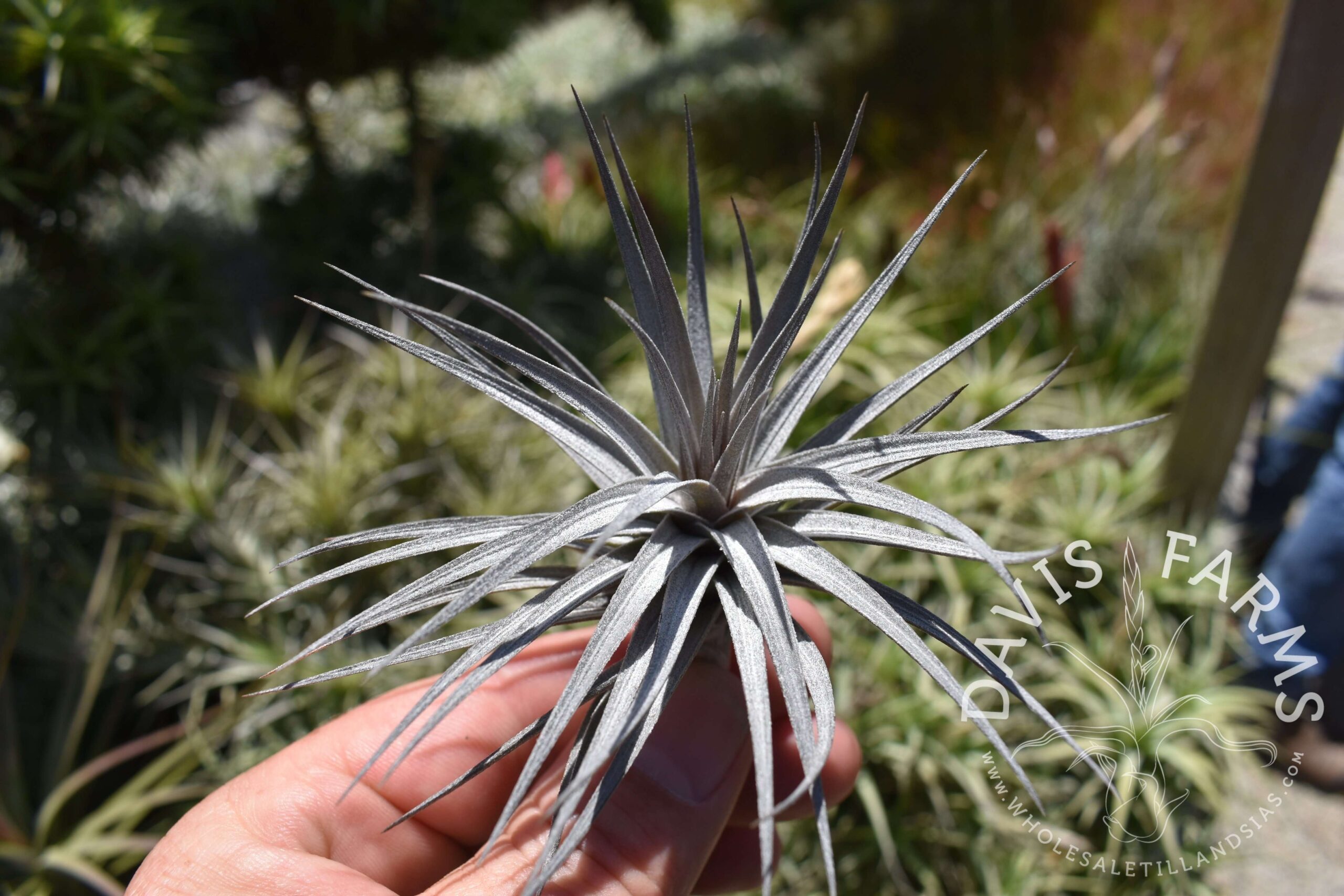Tillandsia aeranthos nigra