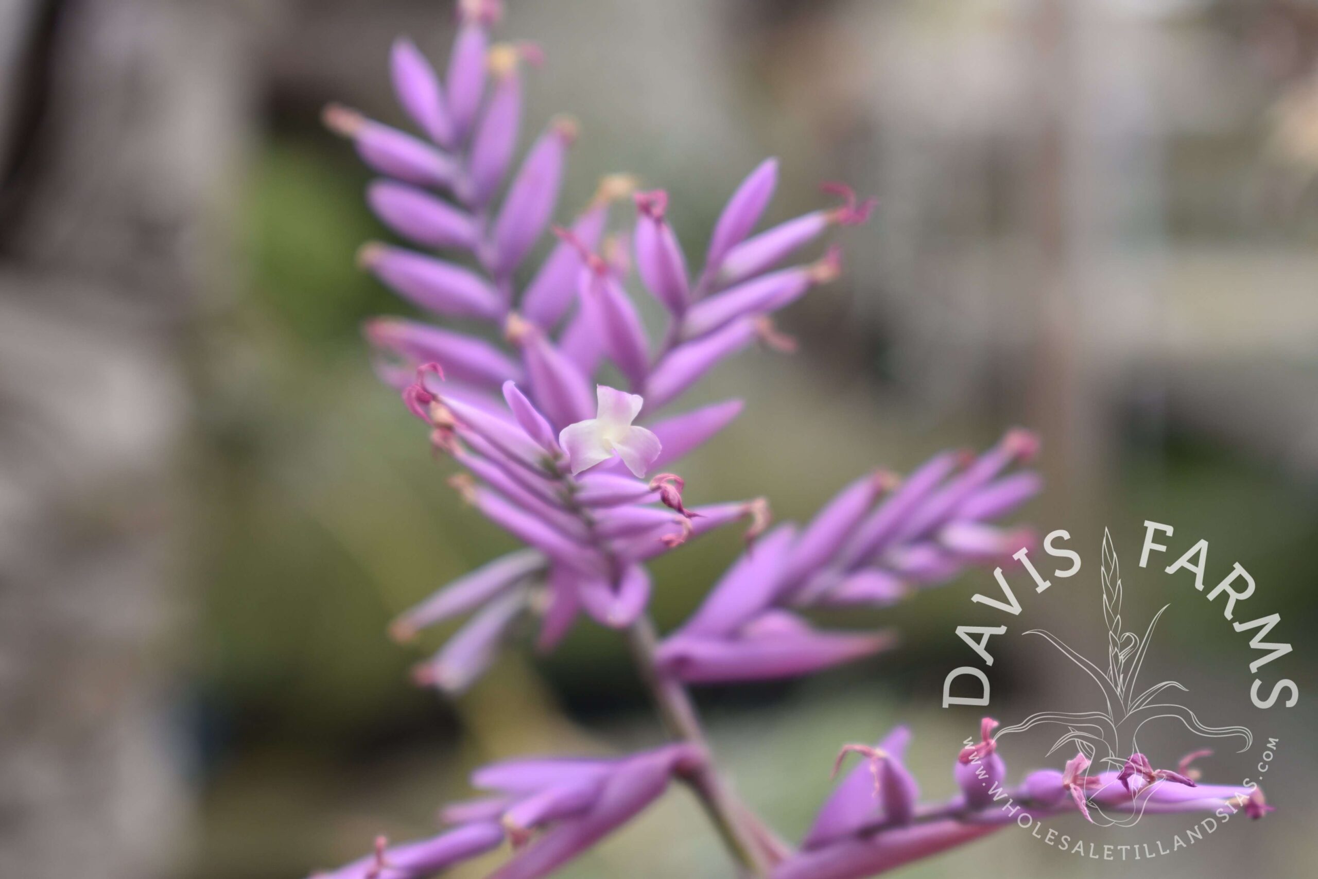 Tillandsia cacticola long form