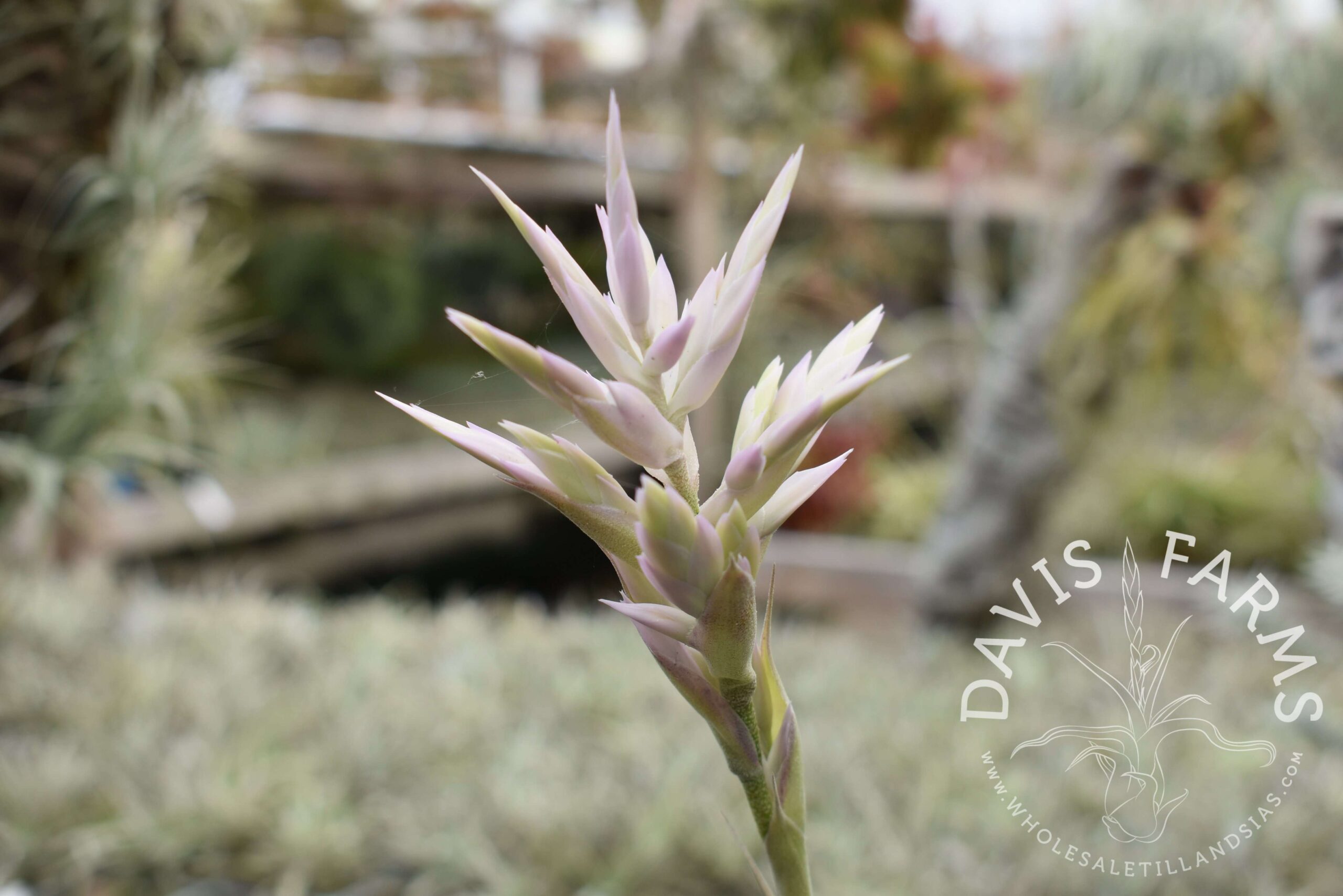 Tillandsia cacticola long form