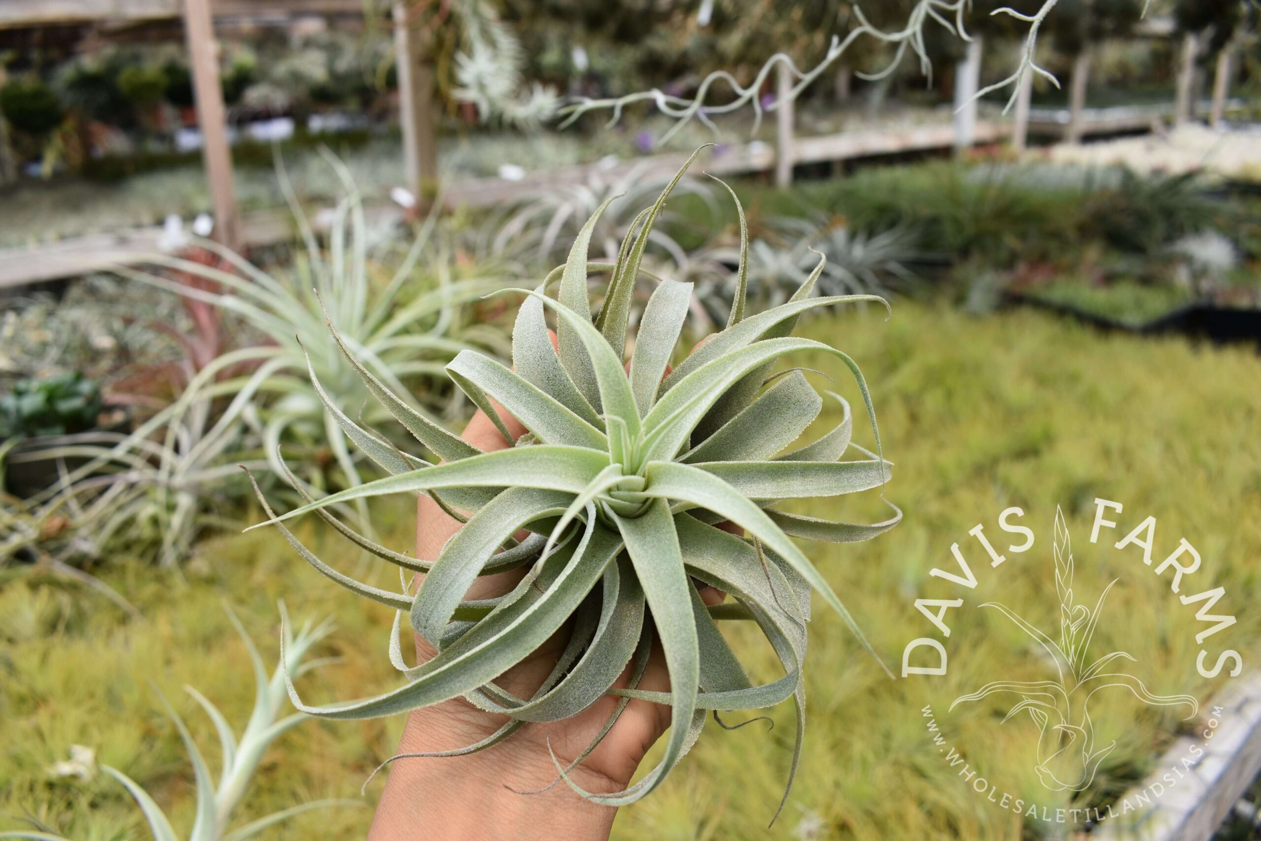 Tillandsia cacticola long form