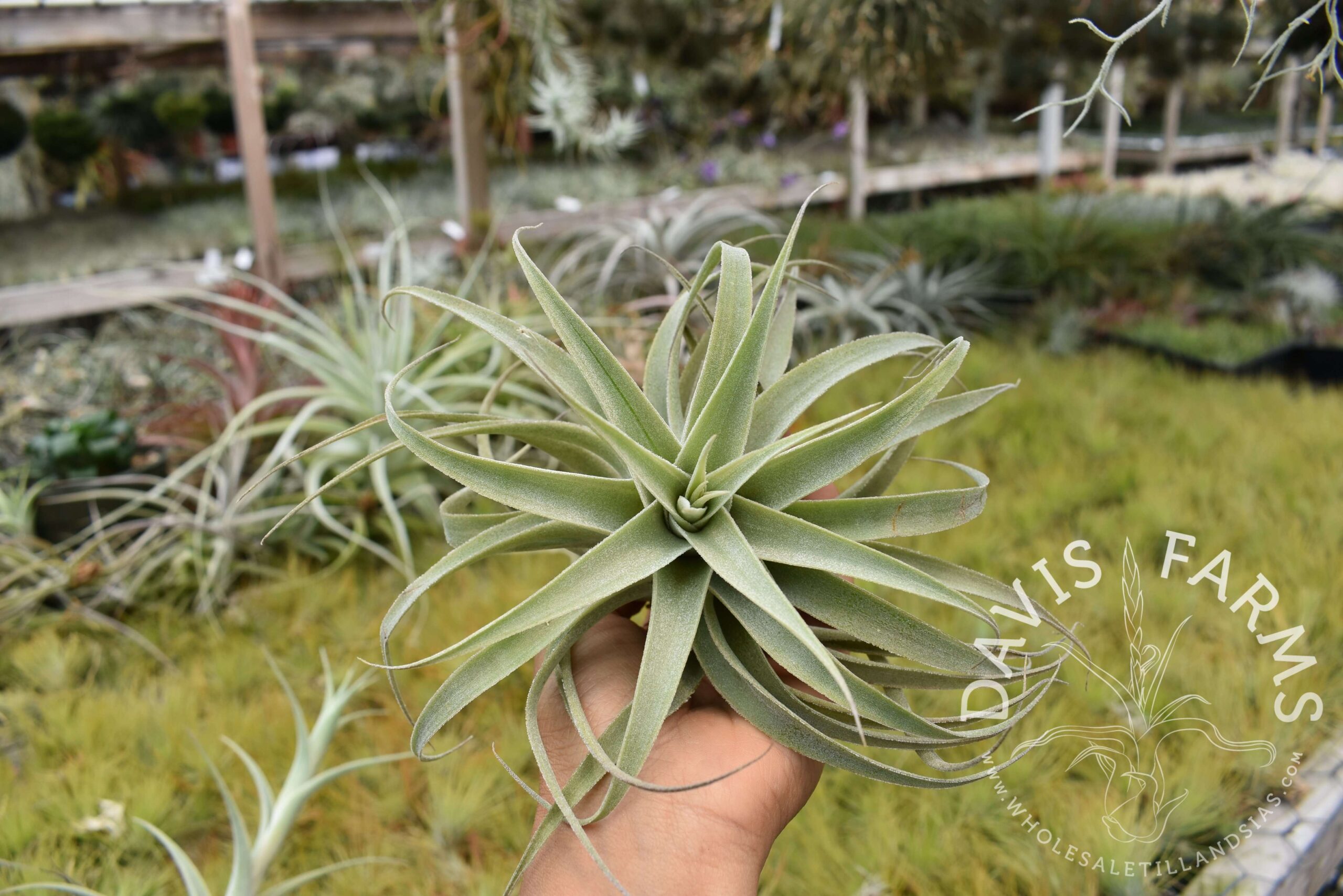 Tillandsia cacticola long form