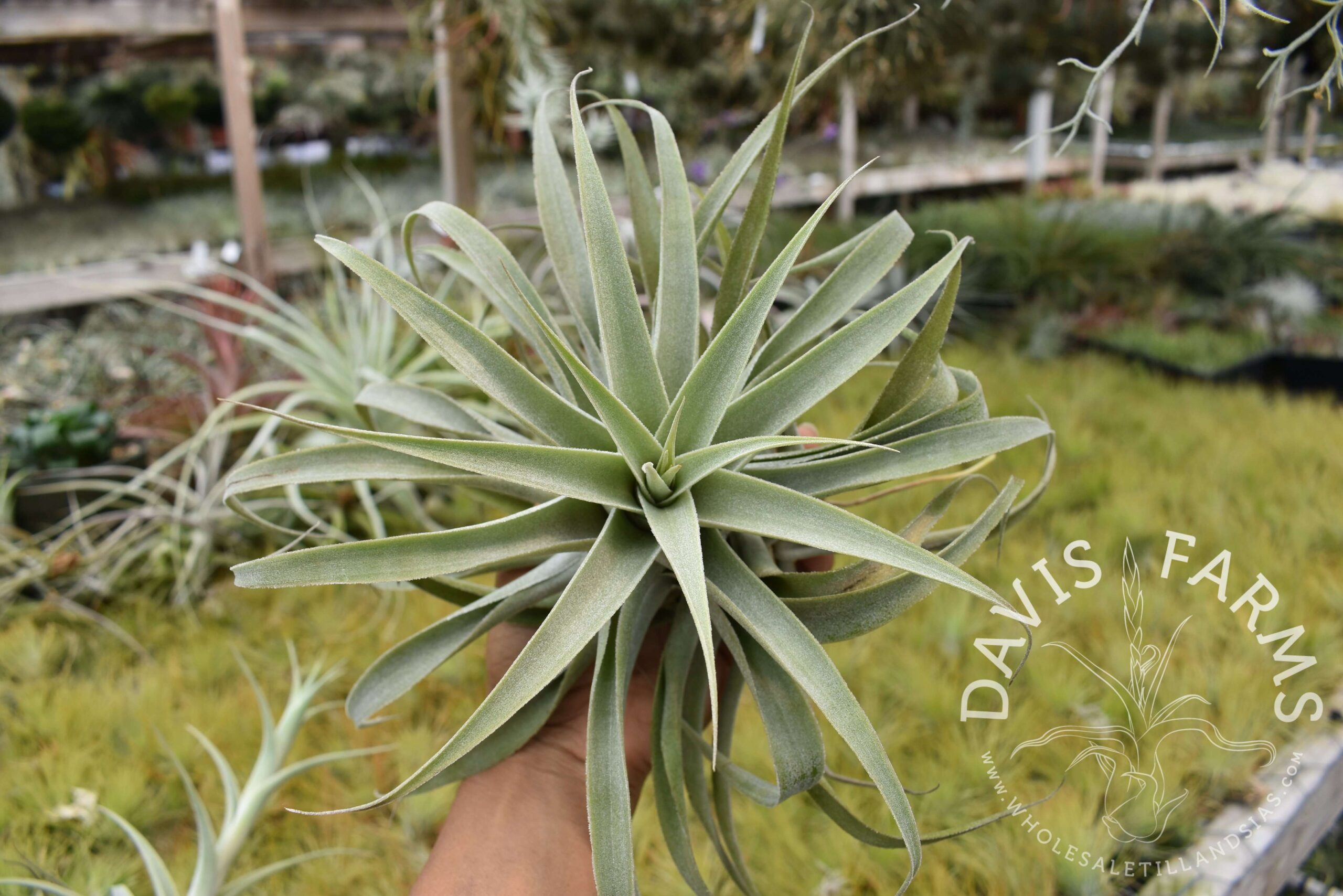 Tillandsia cacticola long form