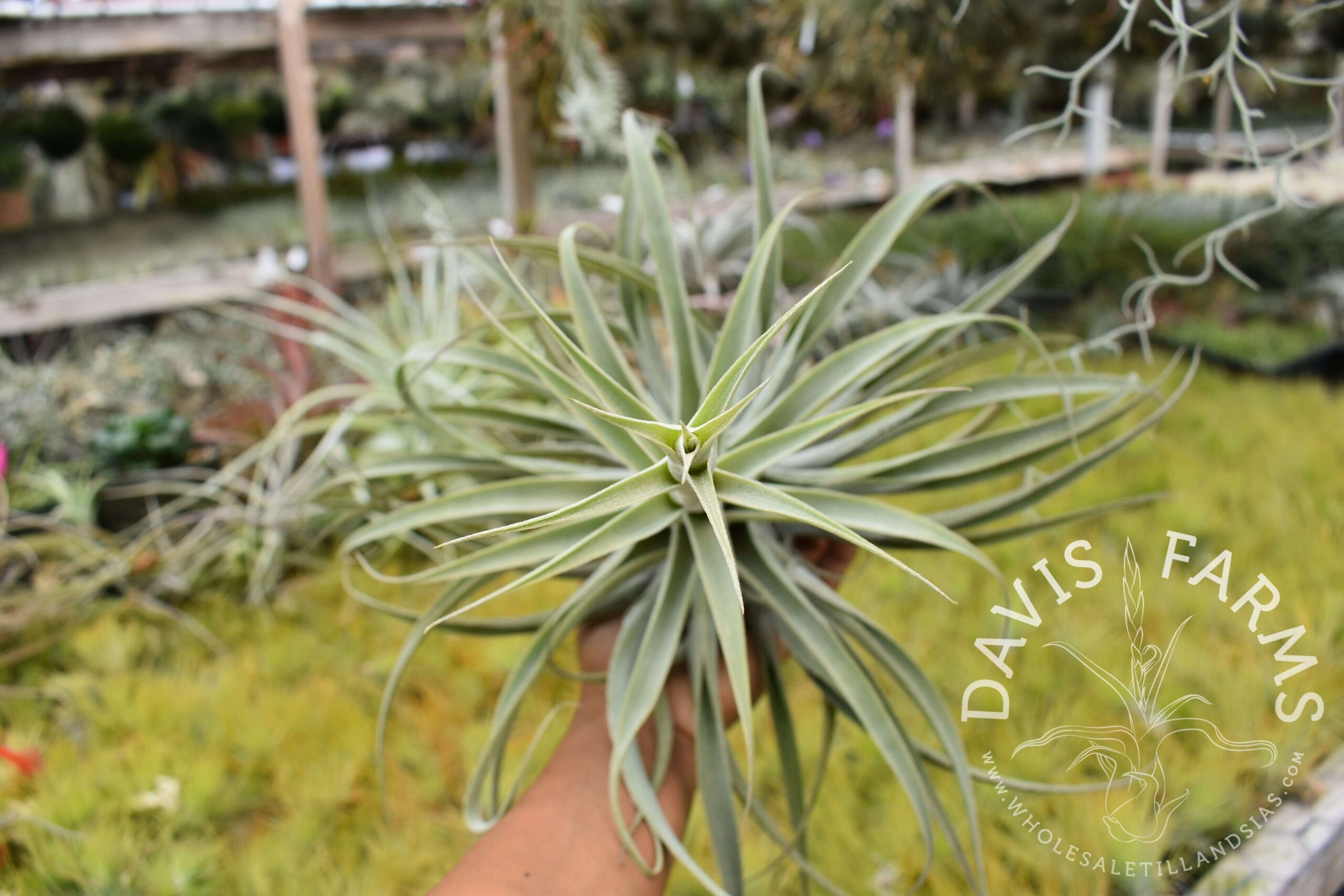 Tillandsia cacticola long form