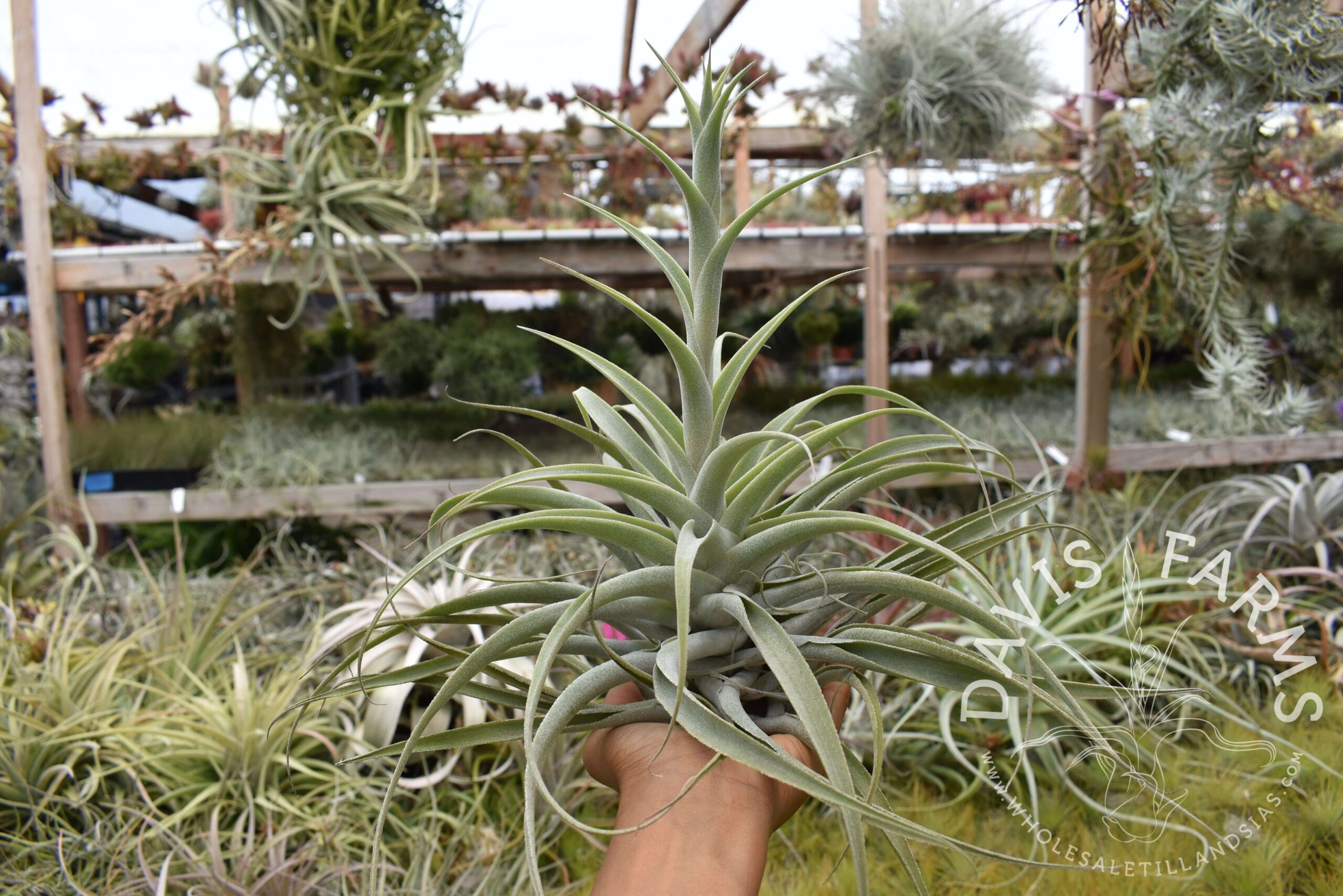 Tillandsia cacticola long form