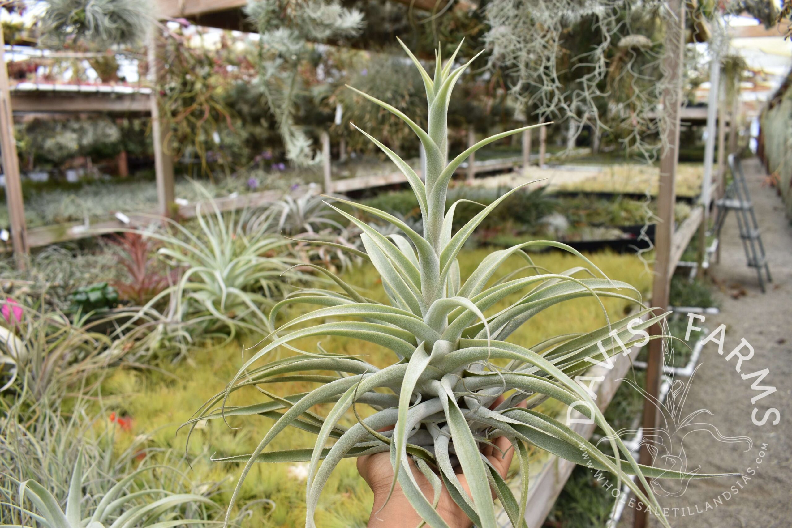 Tillandsia cacticola long form