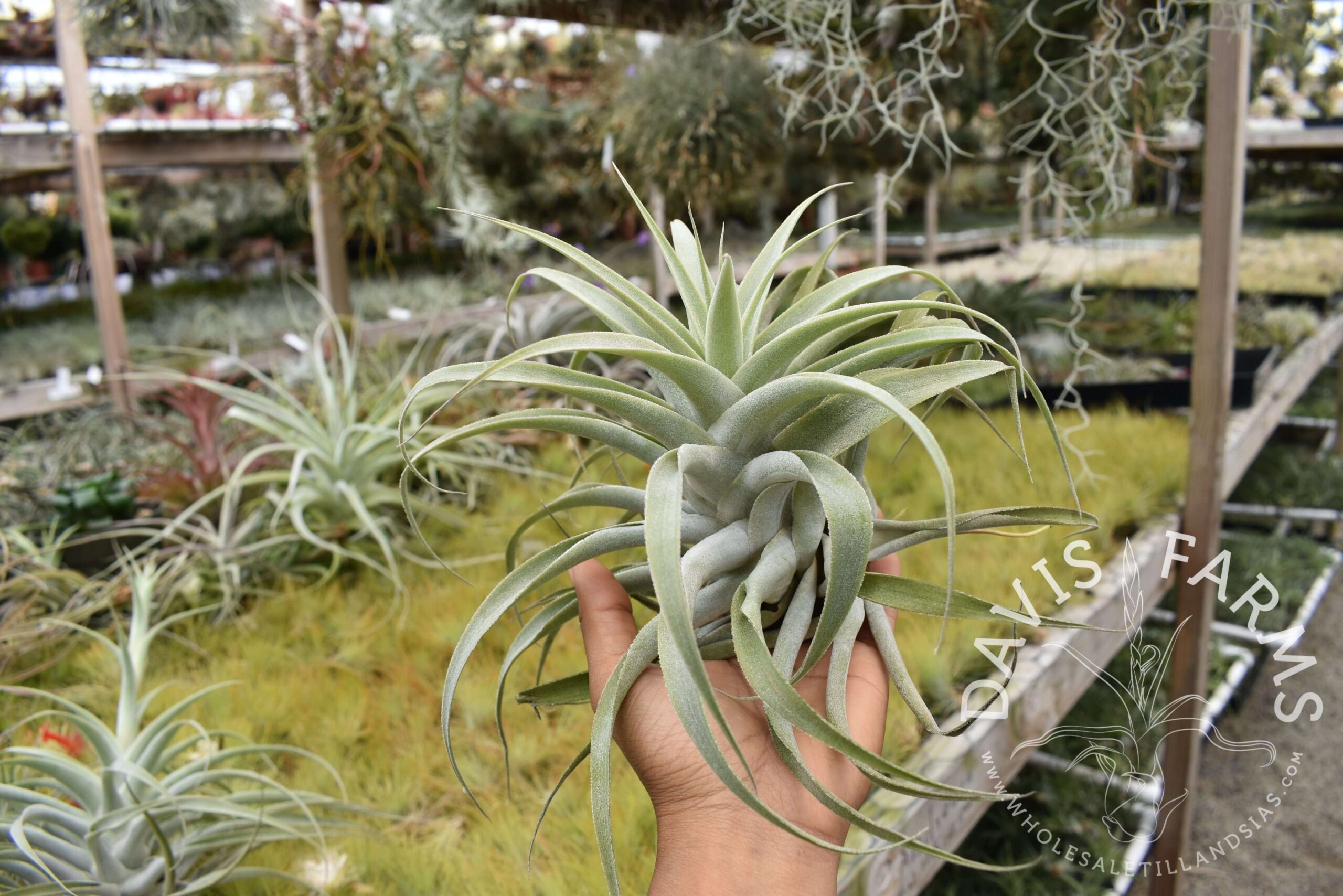 Tillandsia cacticola long form