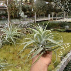 Tillandsia cacticola long form - Green, Medium