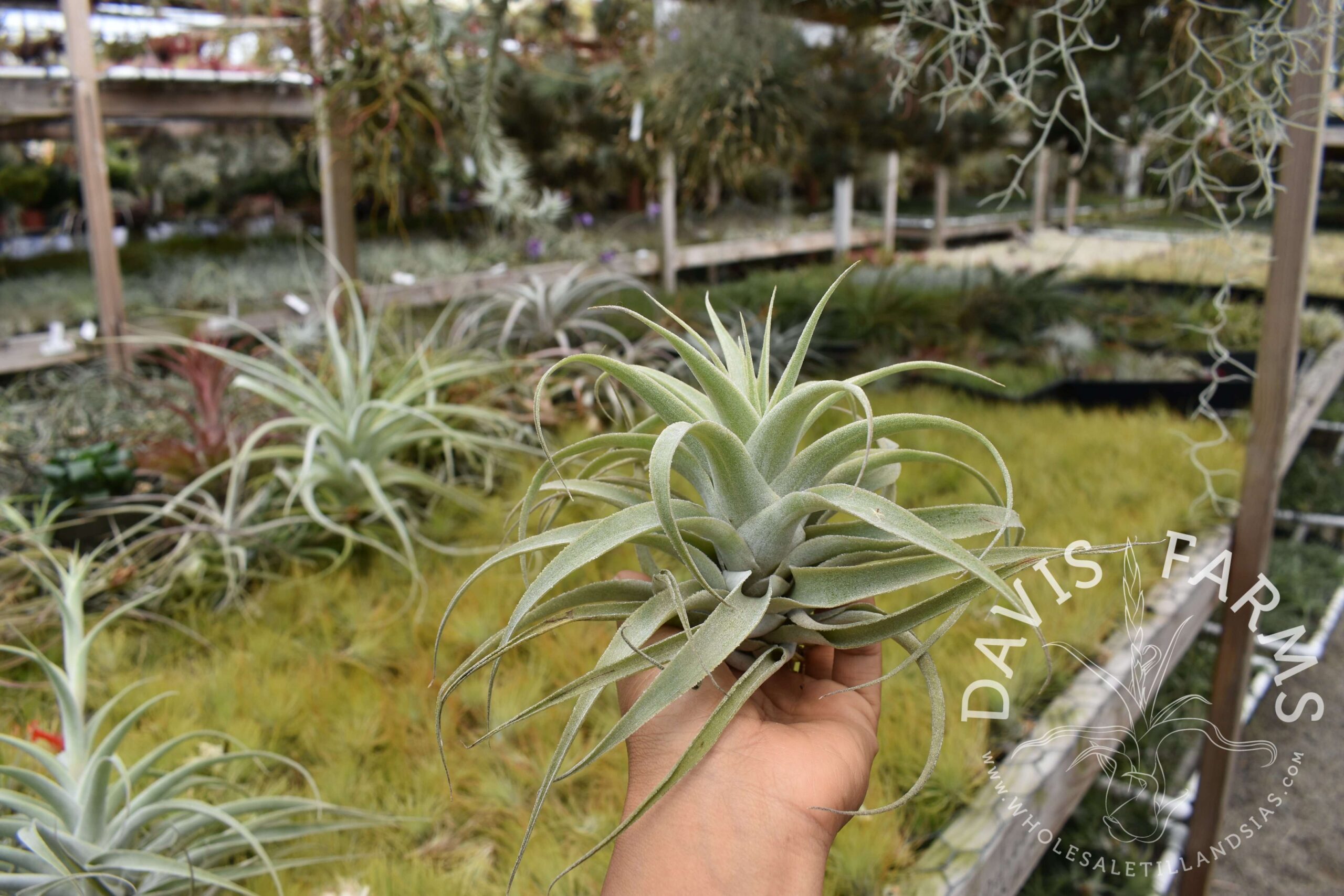 Tillandsia cacticola long form