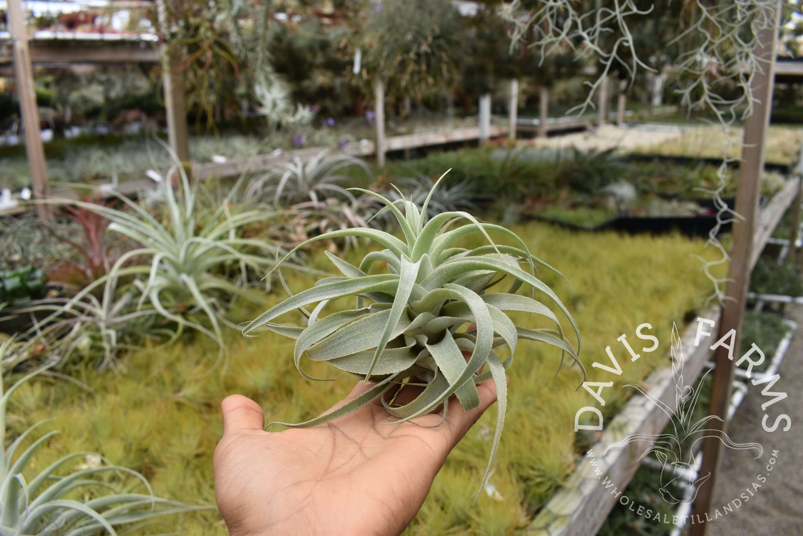 Tillandsia cacticola long form