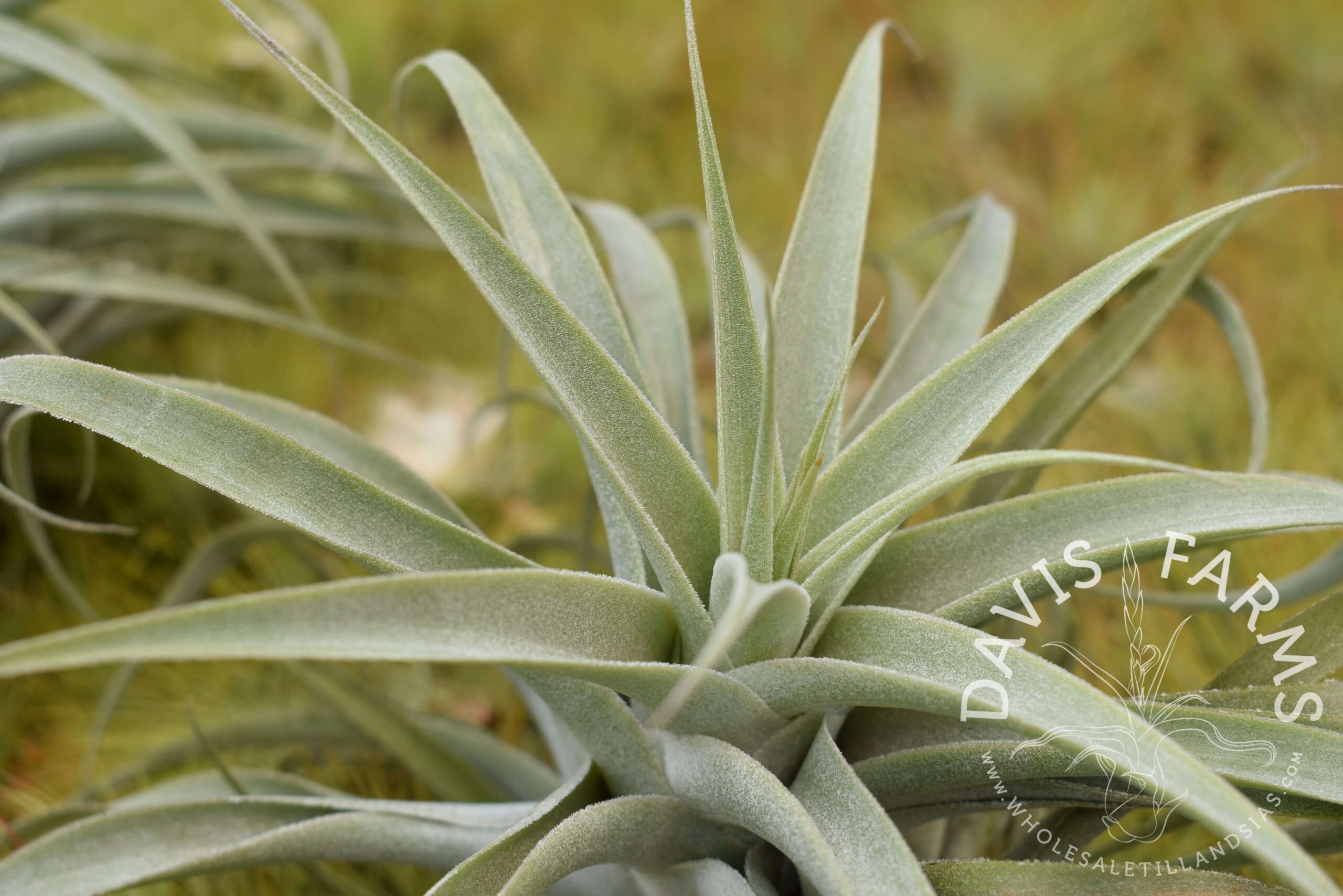 Tillandsia cacticola long form