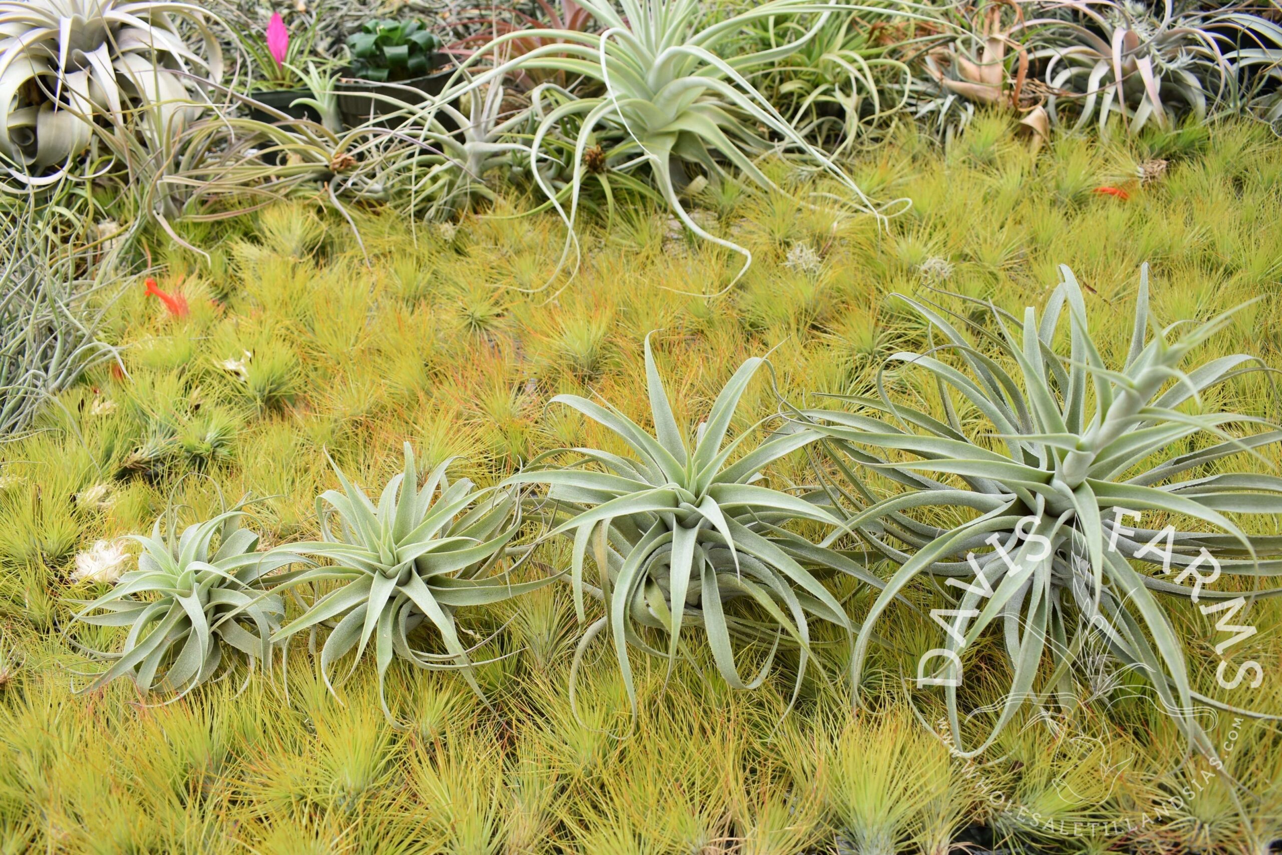 Tillandsia cacticola long form