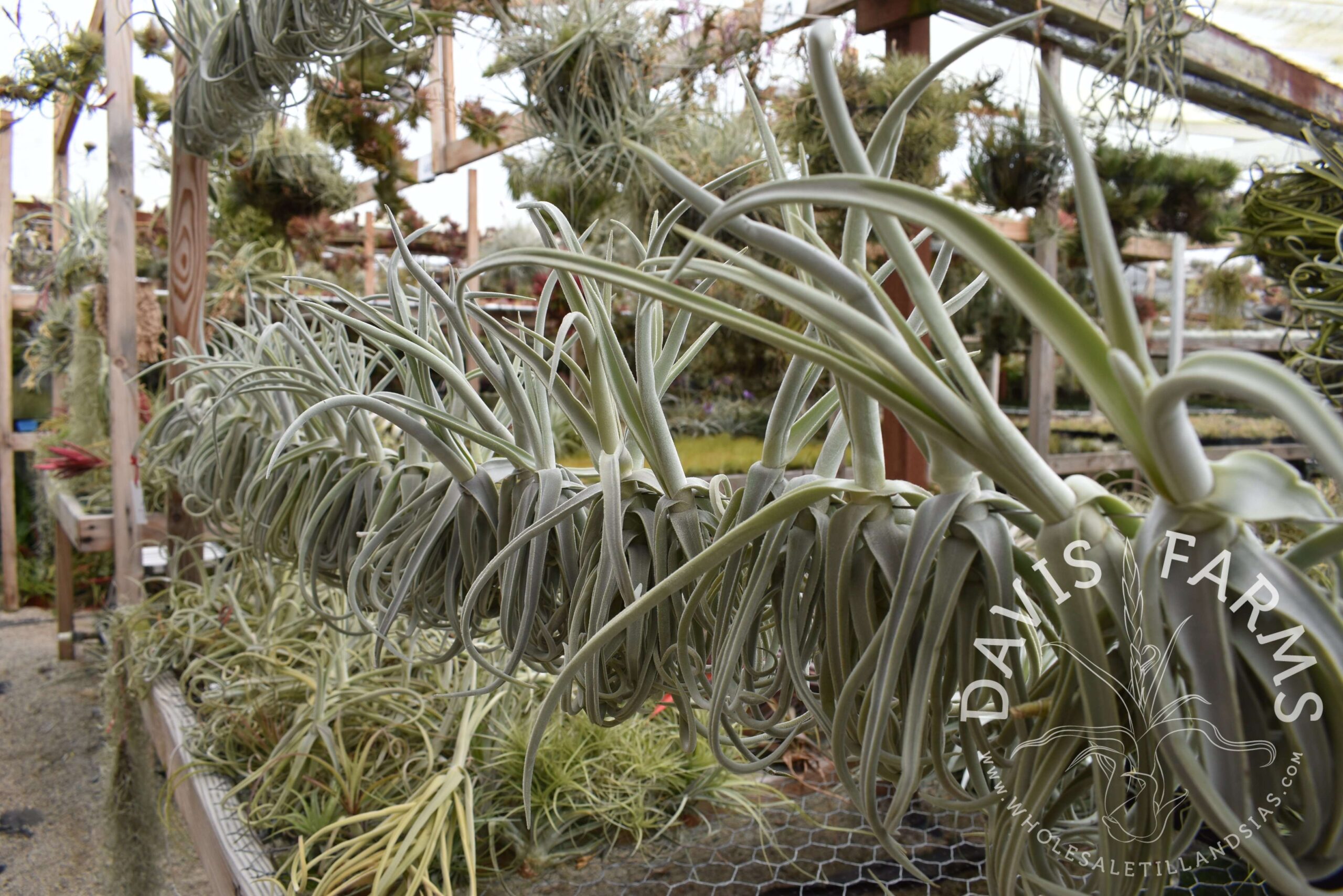 Tillandsia duratii thick leaf giant clone