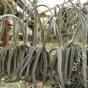 Tillandsia duratii thick leaf giant clone