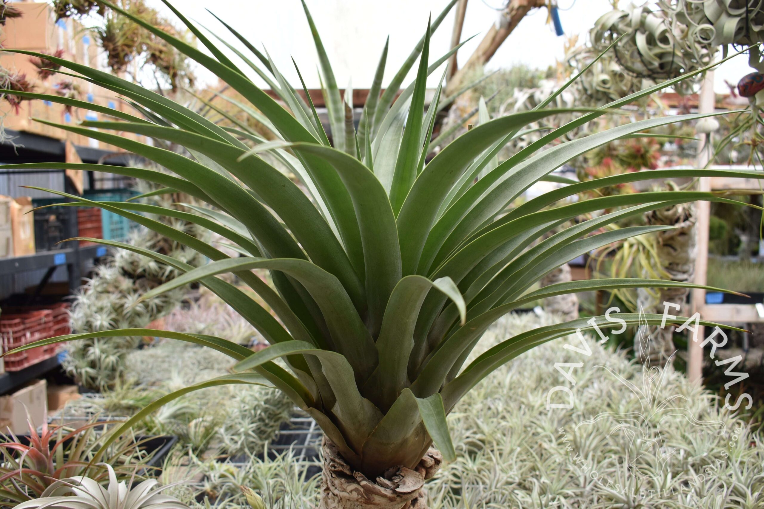 Tillandsia secunda