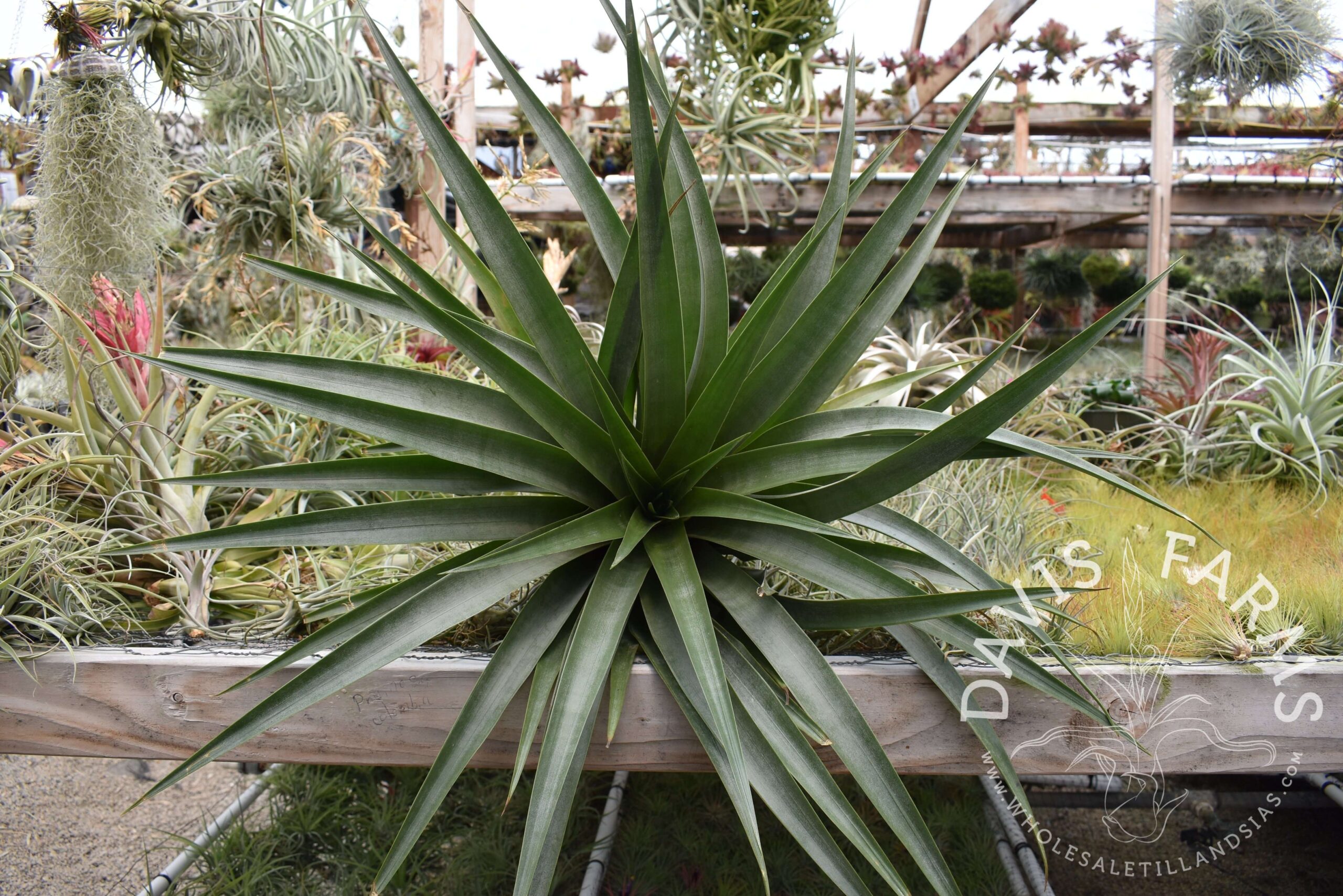 Tillandsia secunda