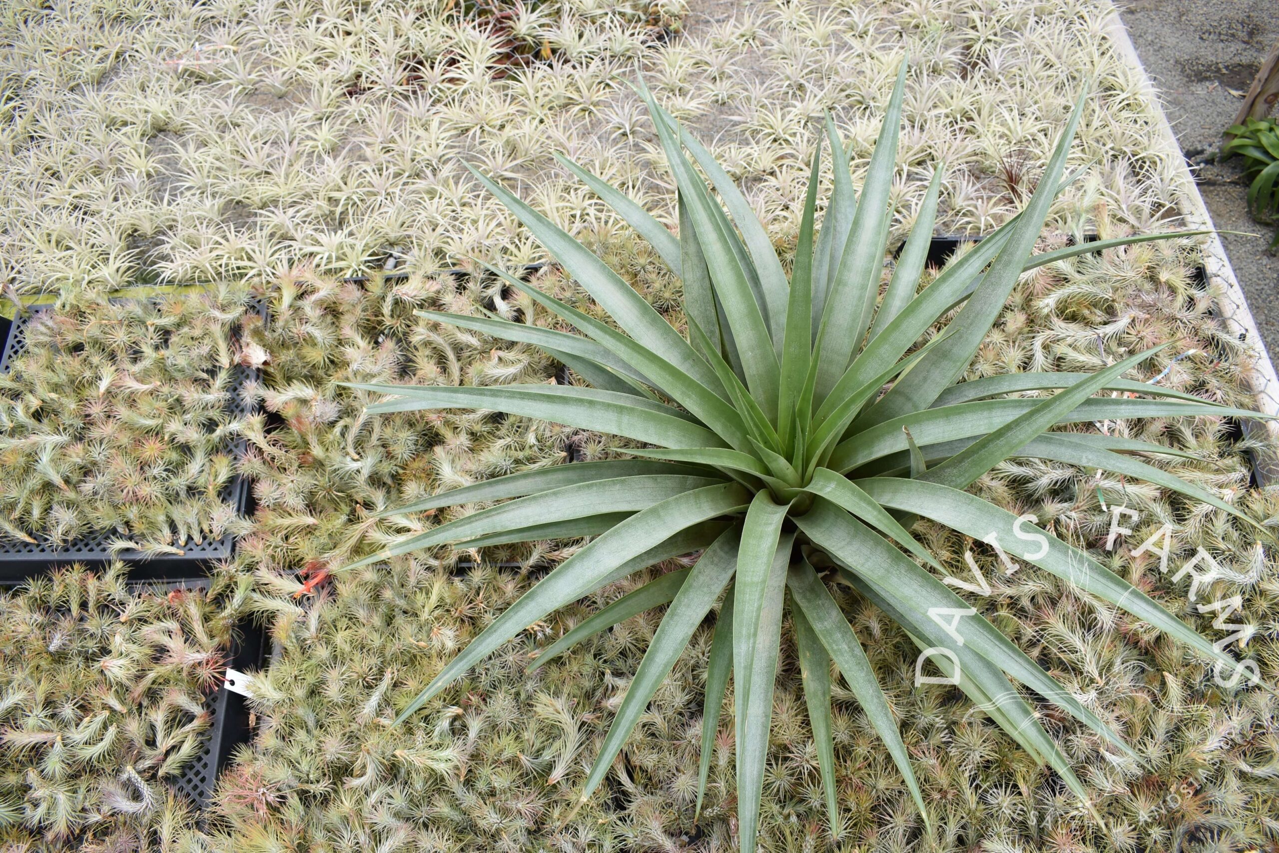 Tillandsia secunda