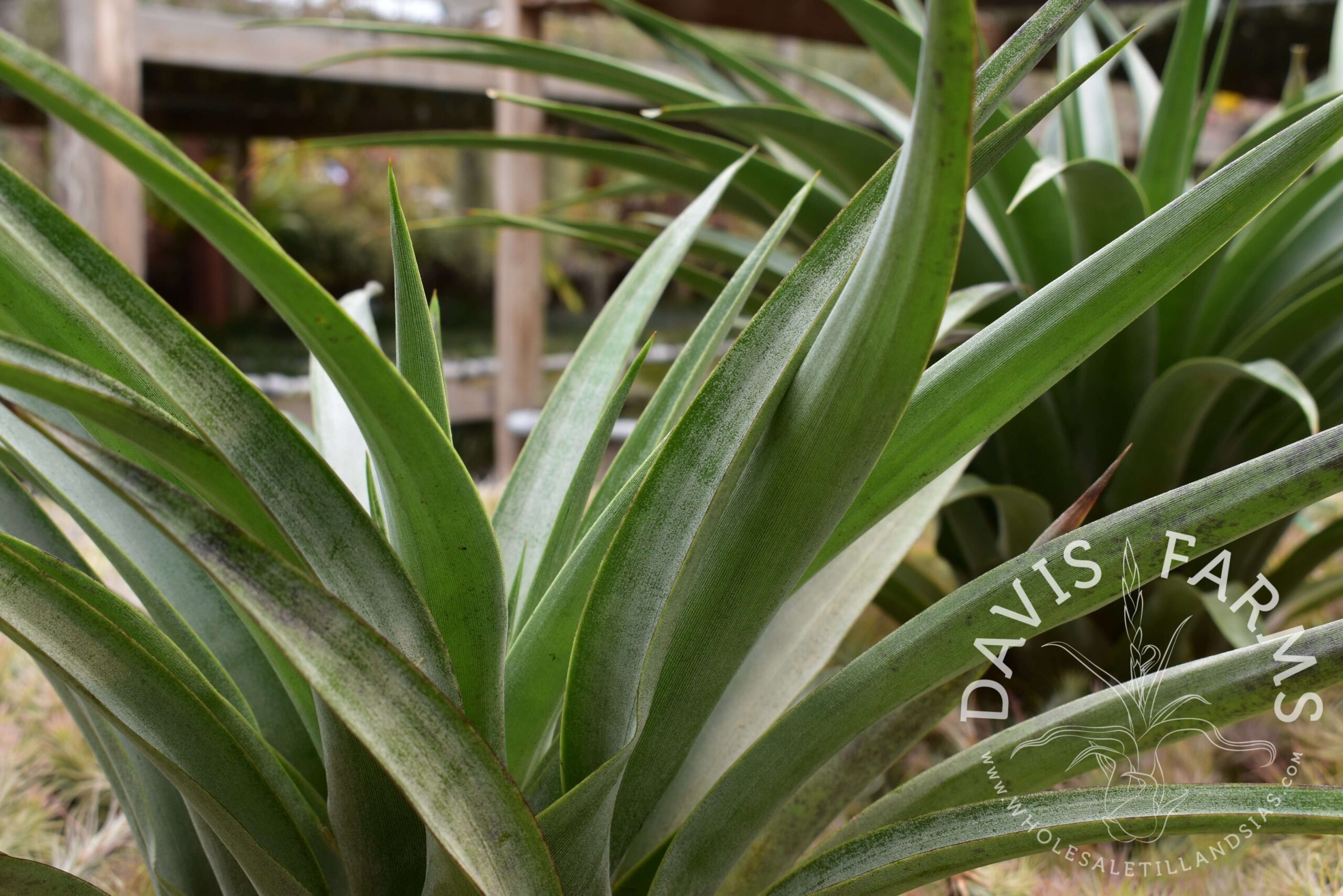Tillandsia secunda